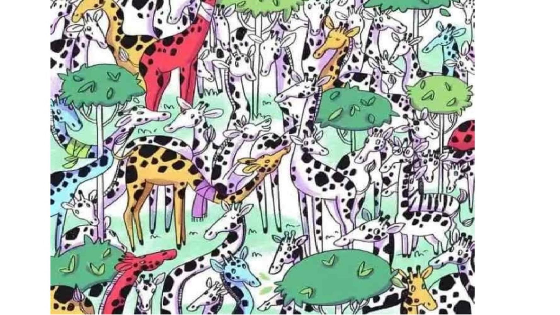 Testul vânătorului ager: Poți să găsești zebra ascunsă printre girafe în doar 5 secunde? Numai cei cu ochi de șoim sunt capabili de o astfel de performanță