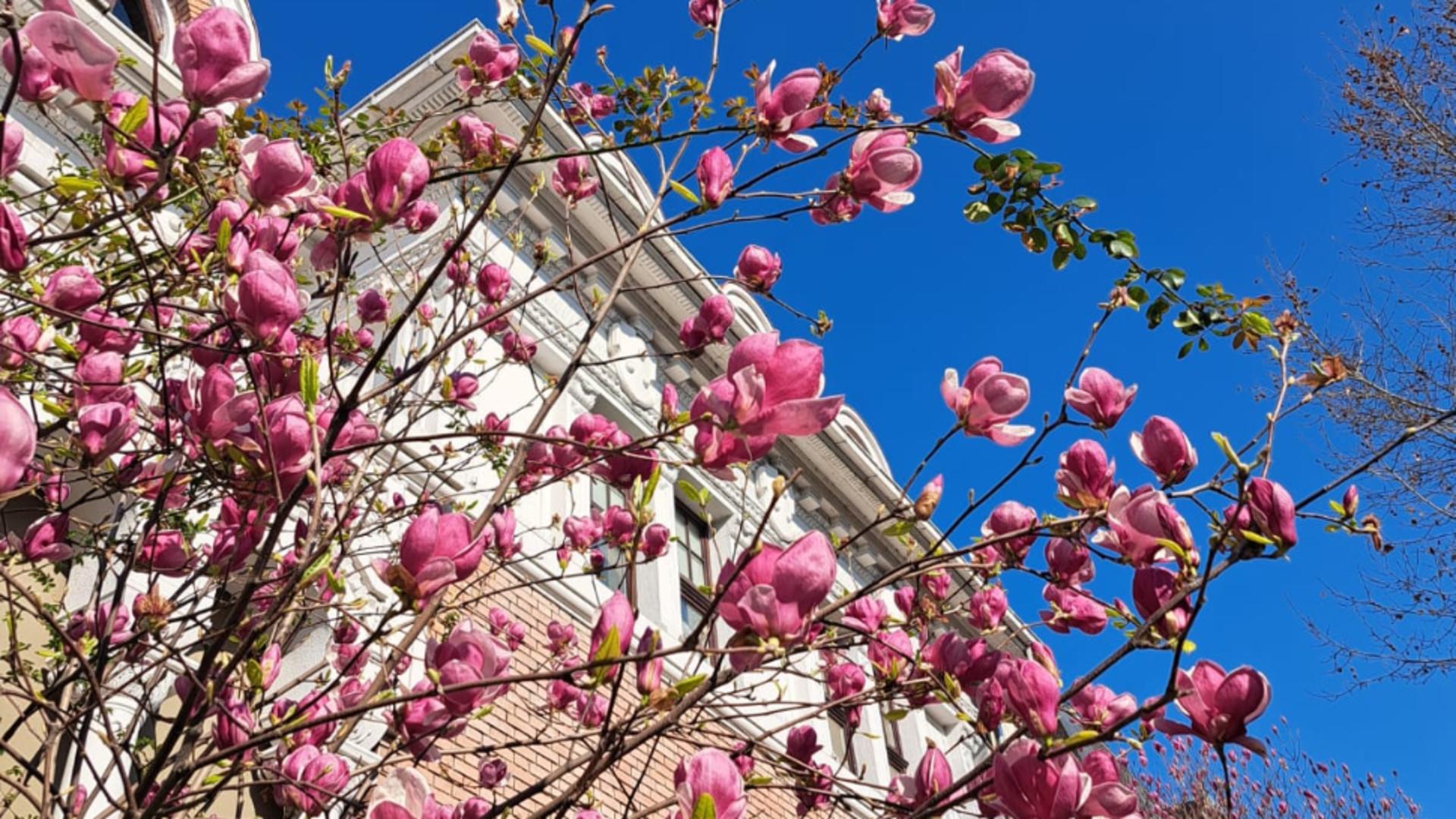 Rețelele sociale, invadate de fotografii cu magnolii. Legendelei si simbolurile acestei flori spectaculoase – GALERIE FOTO