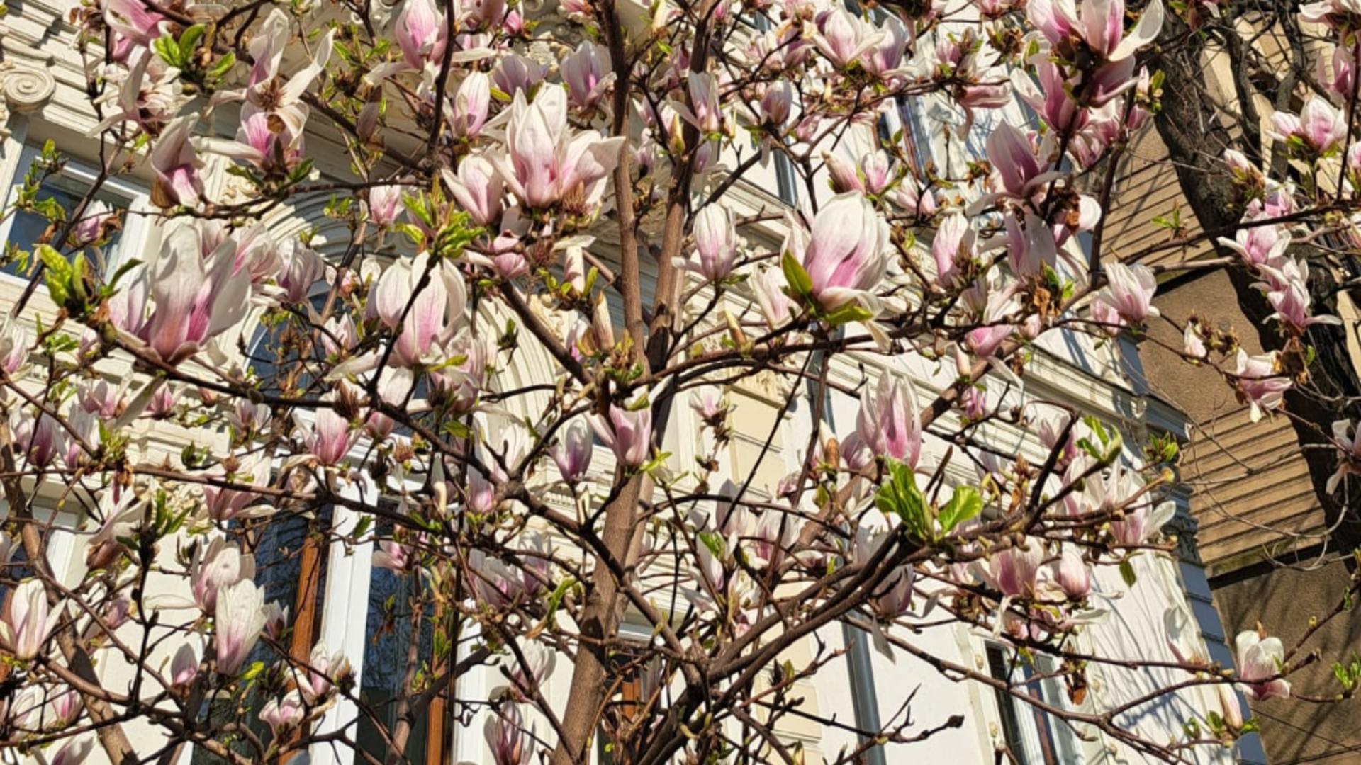 Rețelele sociale, invadate de fotografii cu magnolii. Legendelei si simbolurile acestei flori spectaculoase/ FOTO/ Realitatea.Net