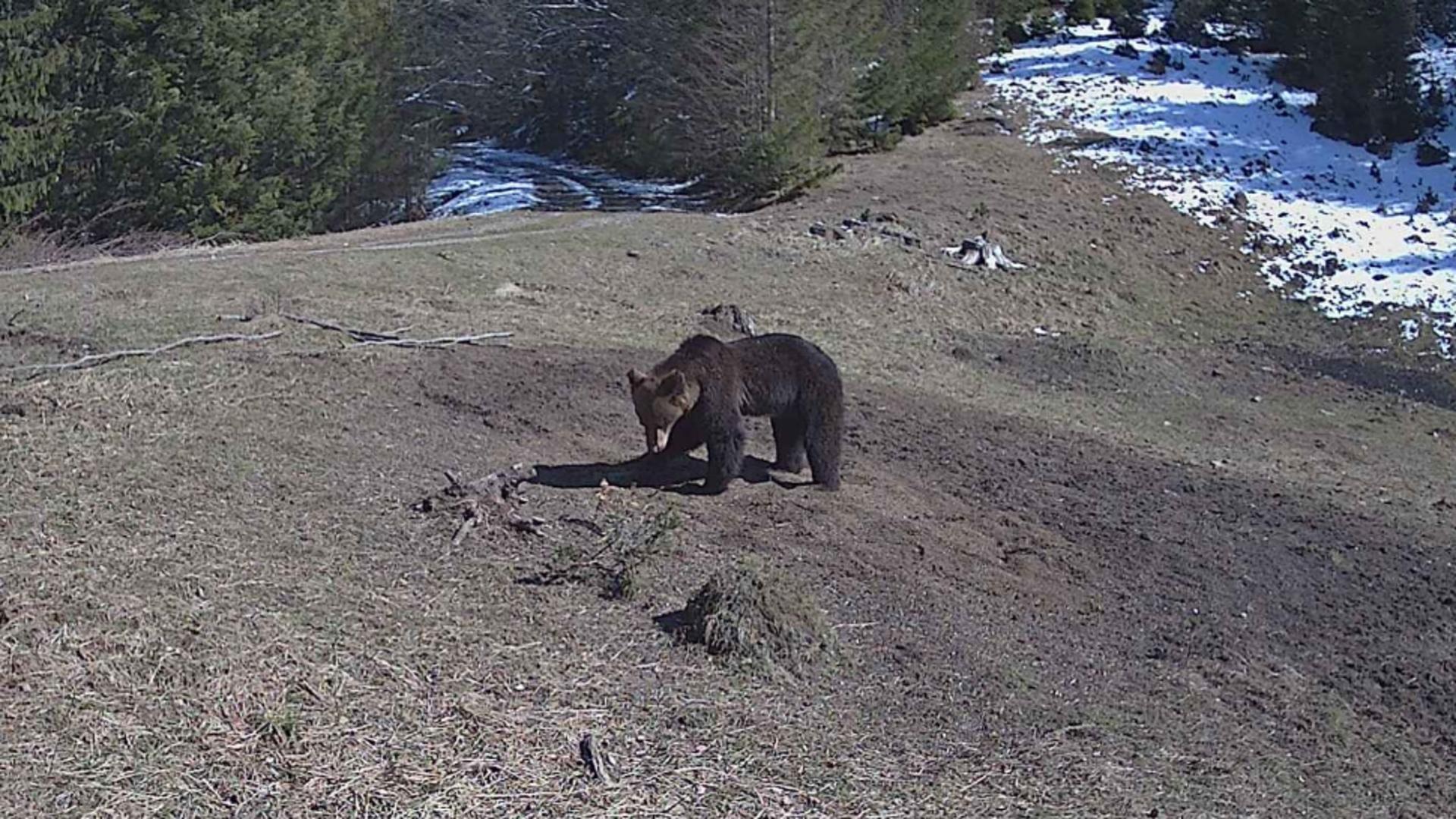 Atenționare de urși în Neamț! Salvamontiștii îi avertizează pe oamenii: unde au fost văzute recent animalele sălbatice