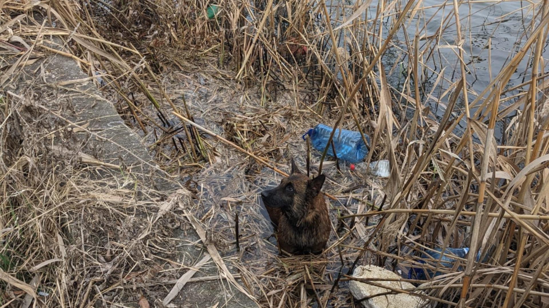 Un câine din rasa Malinois, salvat de un echipaj ASPA, după ce căzuse în Lacul Pantelimon și nu reușea să iasă/ Facebook ASPA București