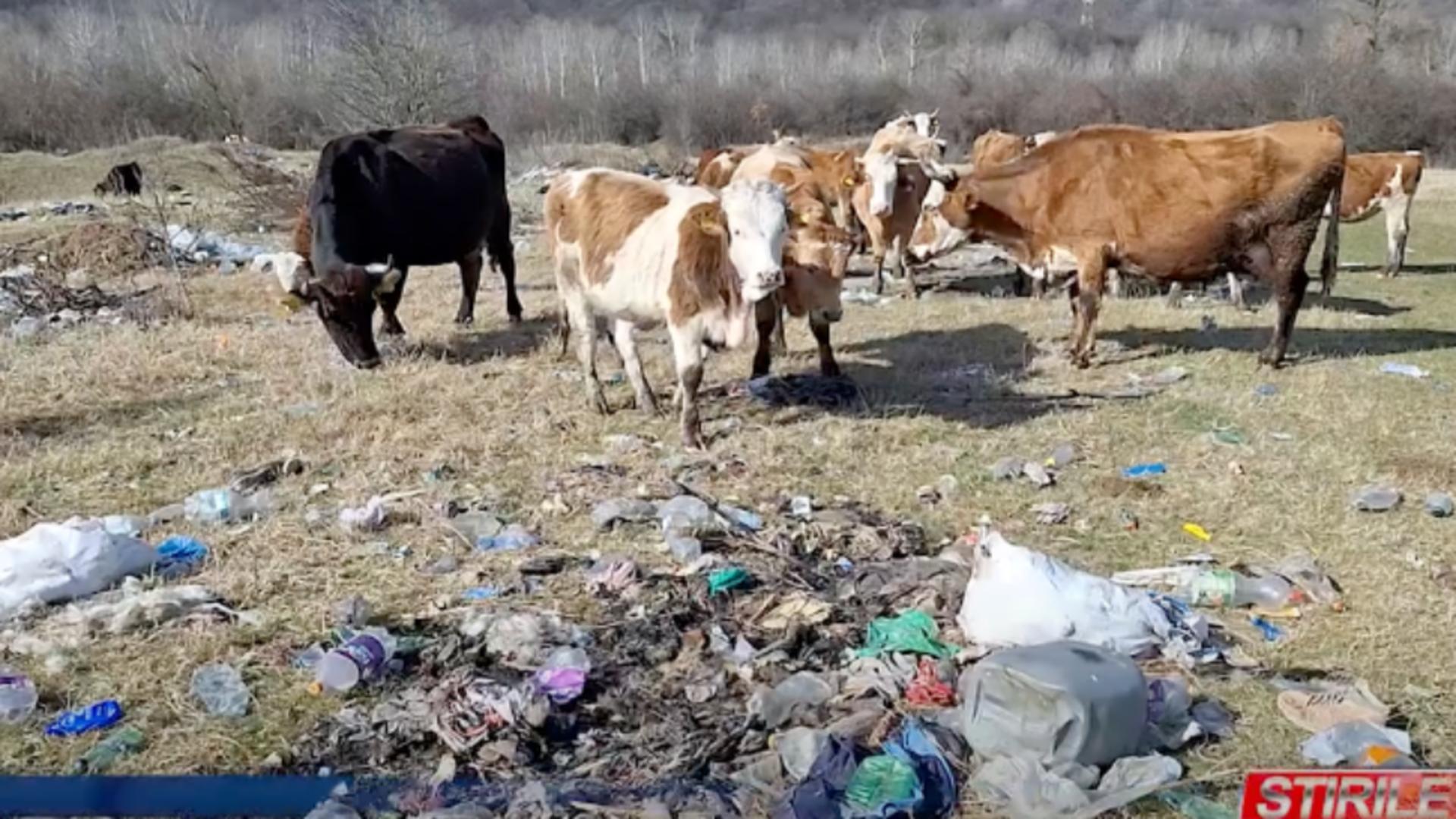 Comuna din România unde animalele pasc gunoaie. Fermierii sunt disperați