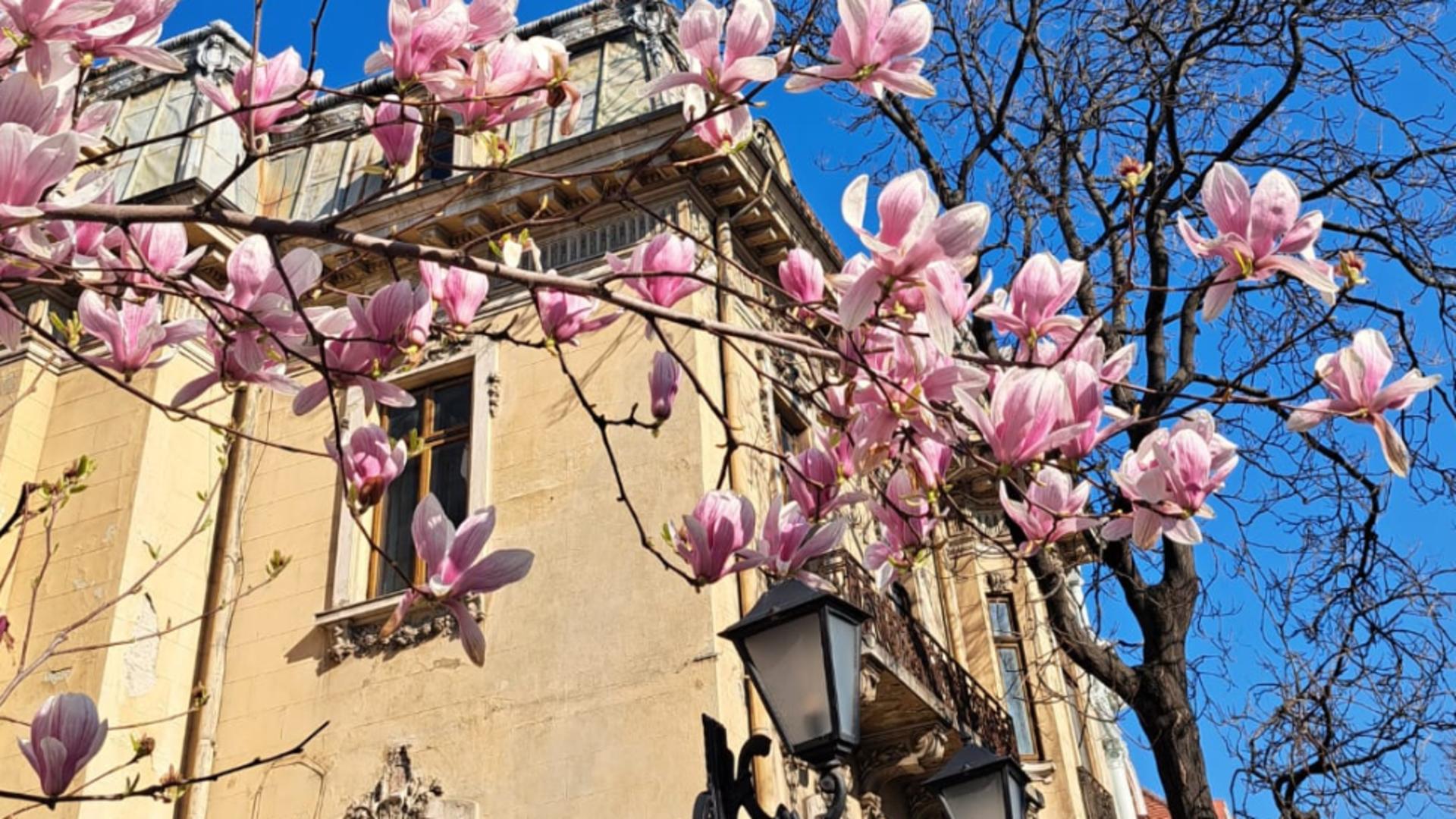 Rețelele sociale, invadate de fotografii cu magnolii. Legendelei si simbolurile acestei flori spectaculoase/ FOTO/ Realitatea.Net