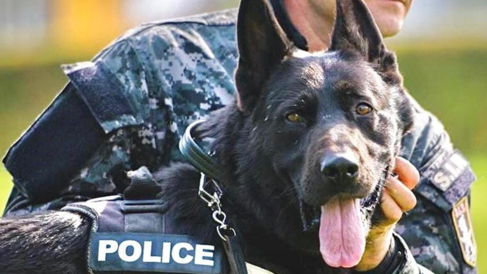 DER a fost unul dintre cei mai buni câini polițiști