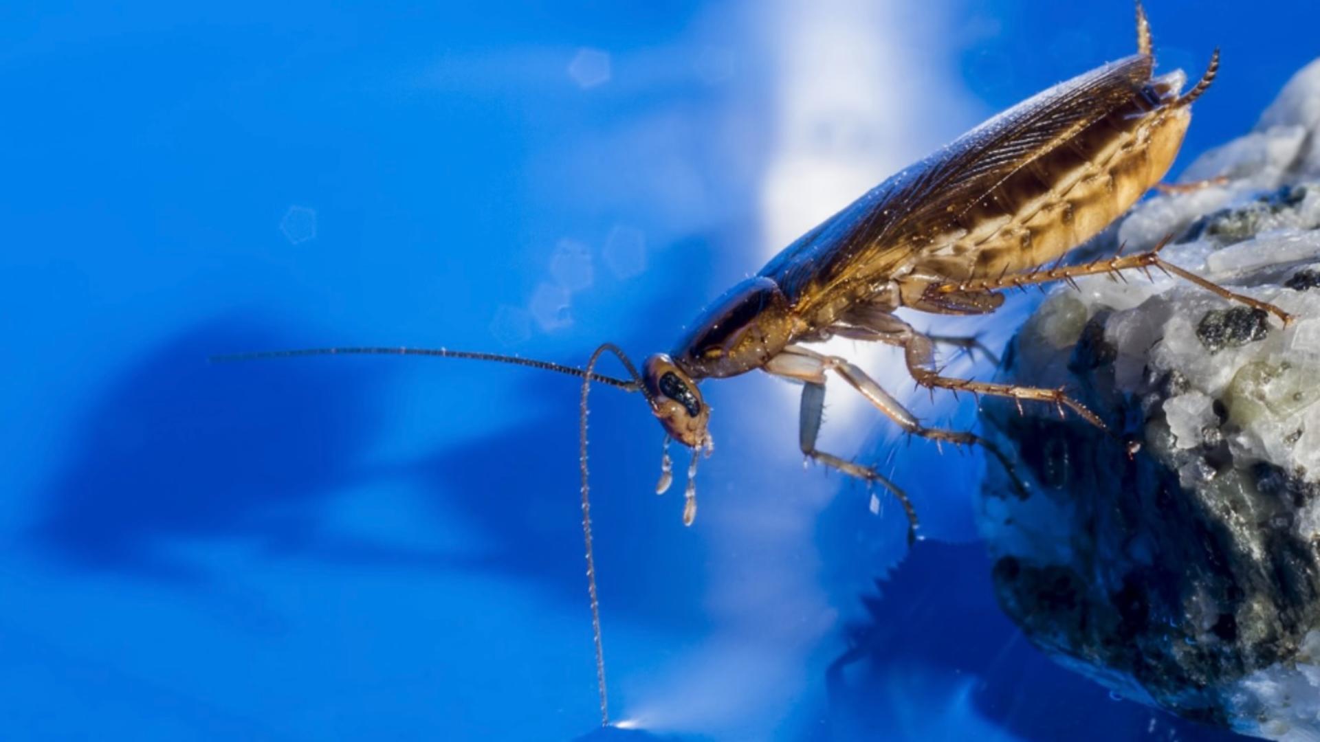Cum scapi de gândacii de bucătărie fără chimicale: 3 ingrediente din bucătărie care alungă insectele