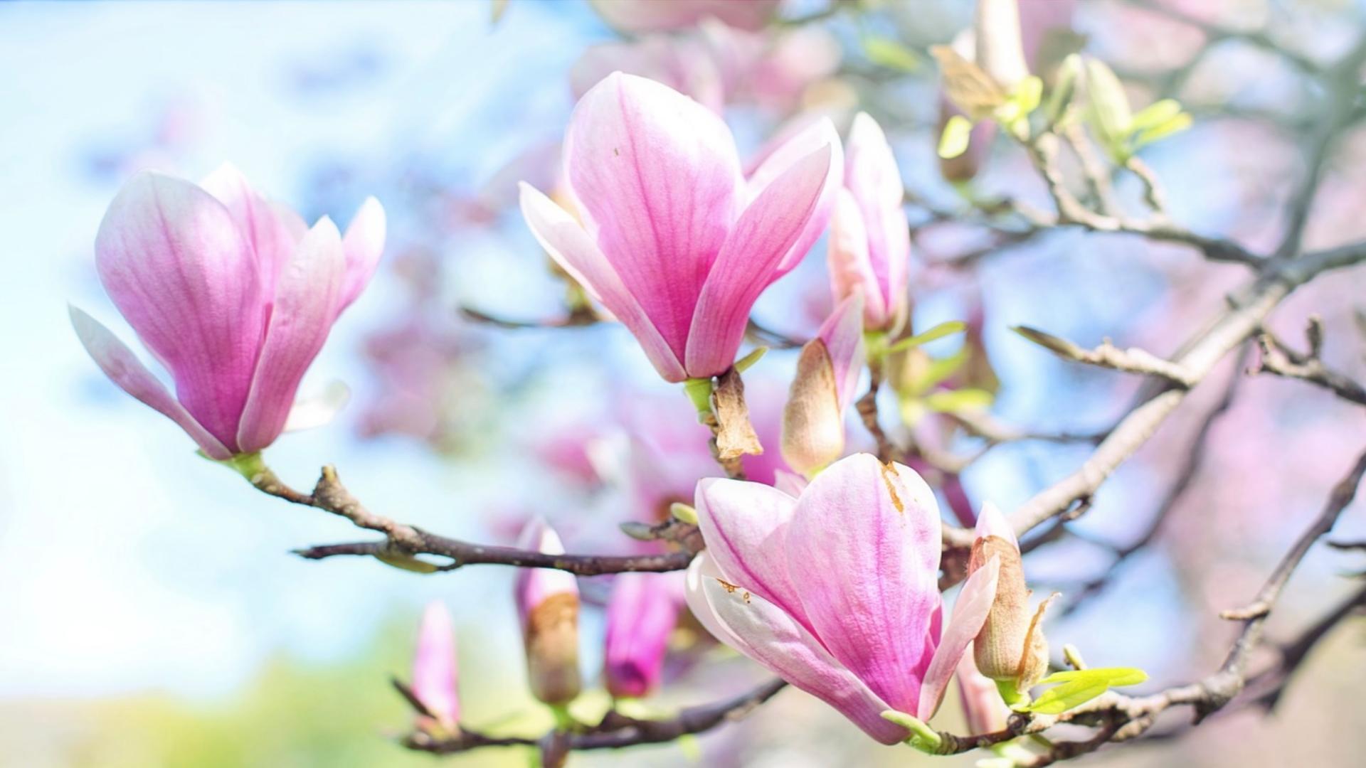 Cum se plantează corect magnolia. Trucuri pentru flori de invidiat