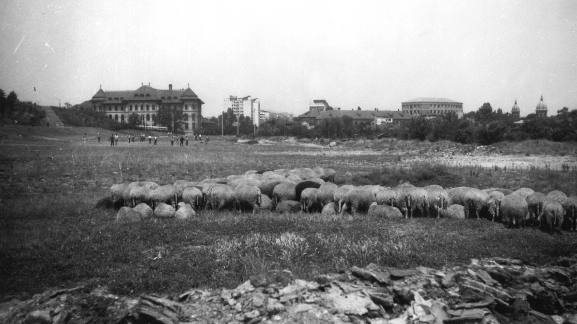 Unde pășteau oile în București, în urmă cu 50 de ani? Puțină lume mai știe acest lucru – GALERIE FOTO