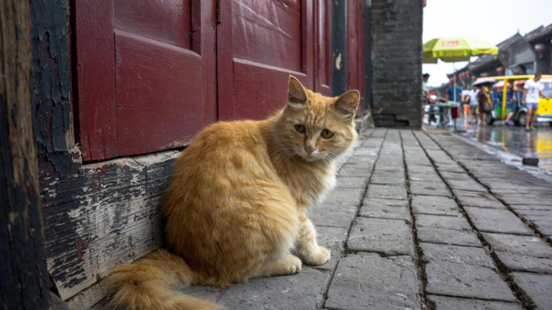 Pisicile nesupravegheate ar putea fi incluse în categoria ''animal fără stăpân'