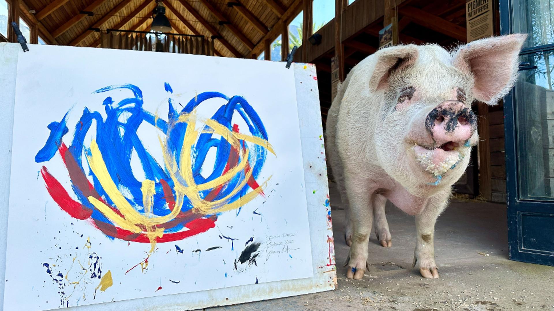 A murit porcul Pigcasso. Tablourile pictate de el, vândute cu peste 1 milion de dolari