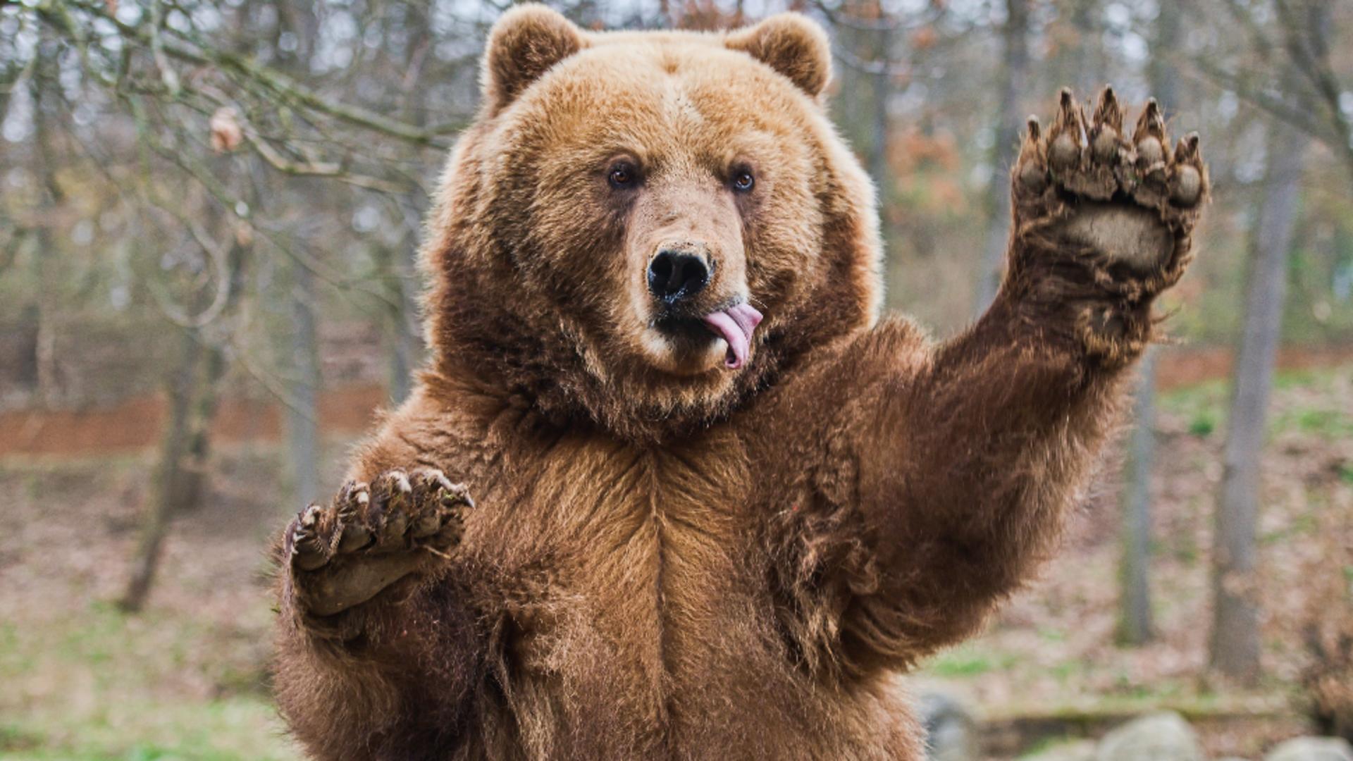 5 persoane, rănite de un urs brun, într-un oraş din Slovacia. Animalul sălbatic, căutat de autorități: ce soartă îl așteaptă
