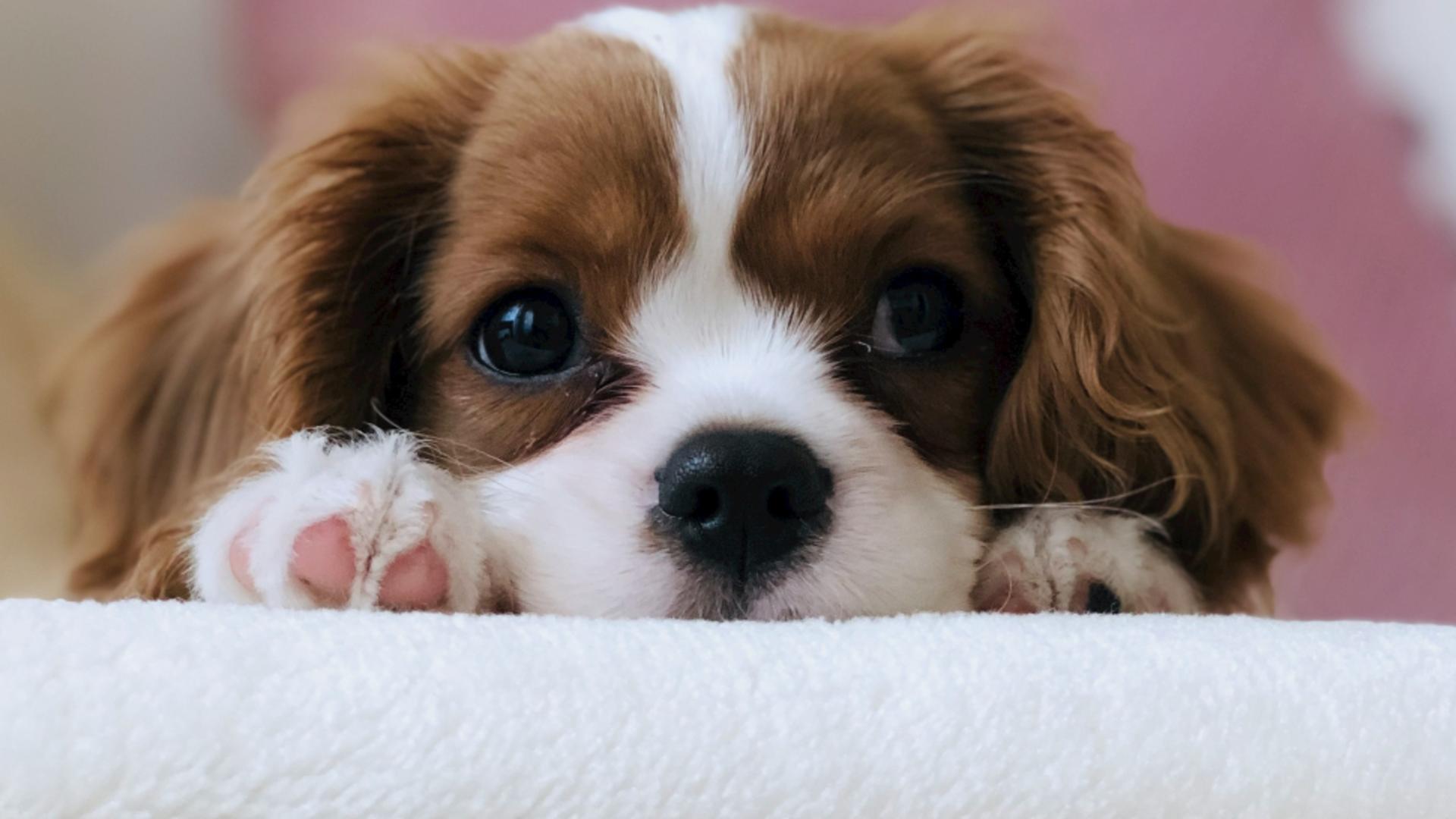Câinele tău nu se simte bine? Semnele subtile prin care te anunță că ceva nu e în regulă: află dacă trebuie să mergi la veterinar/ unsplash.com