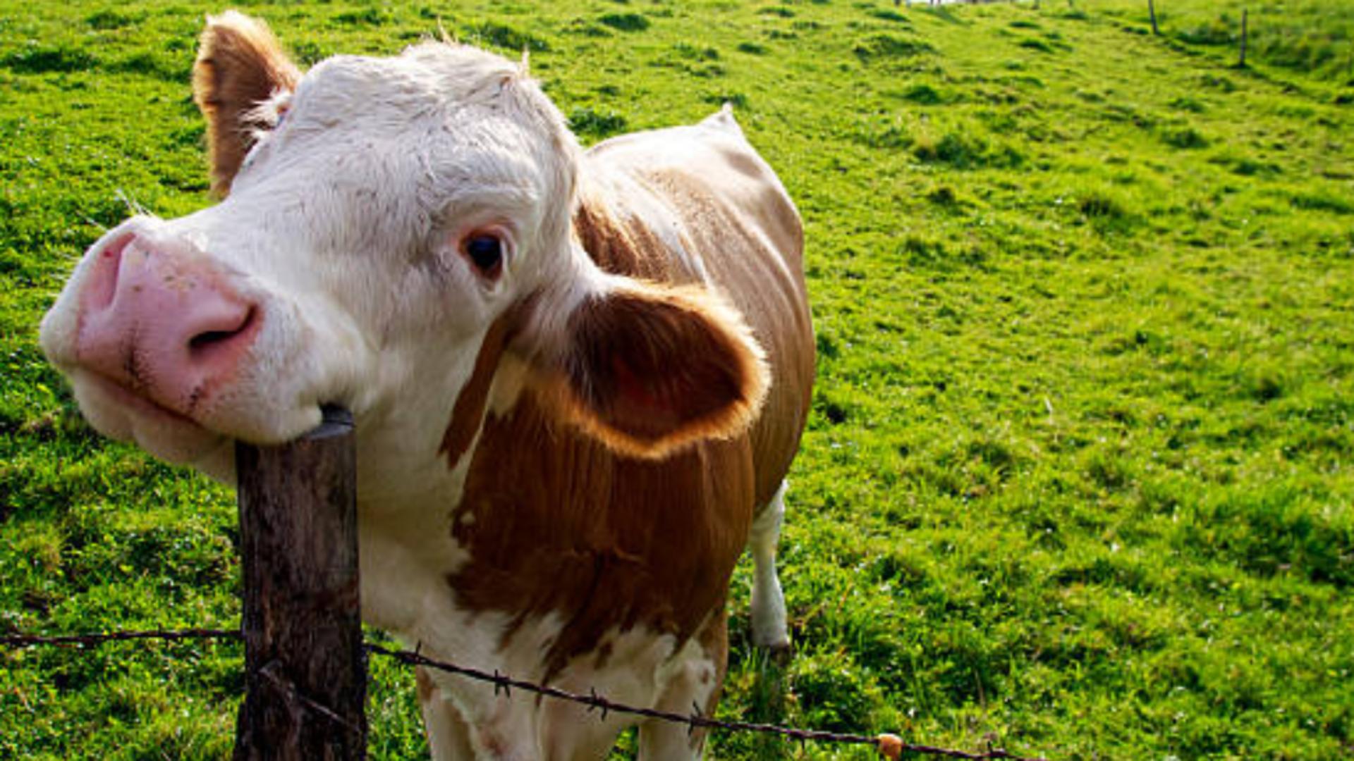 Cercetătorii au creat super-vaca modificată genetic, care produce lapte pentru diabetici