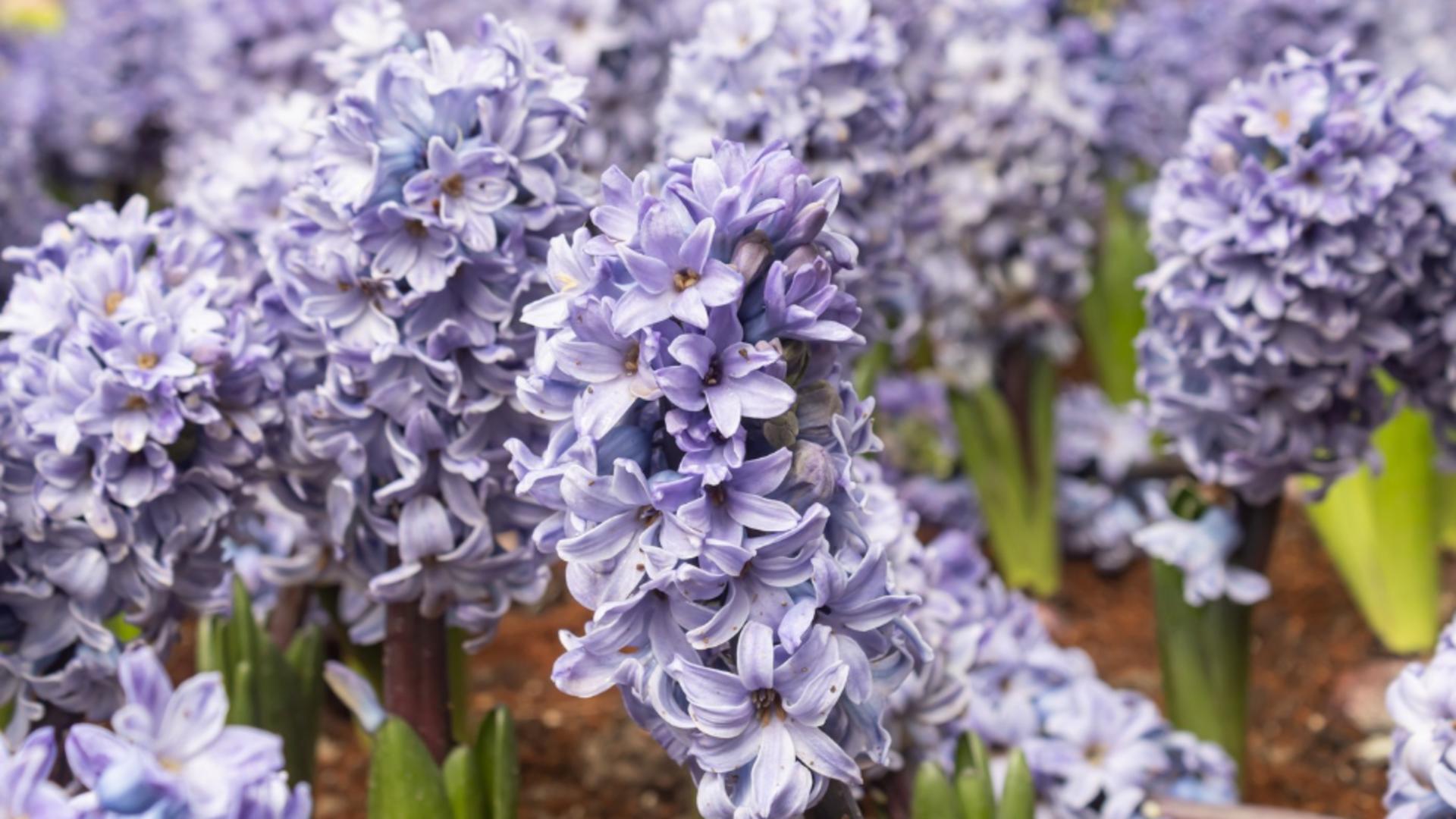 Florile pentru prosperitate și noroc pe care trebuie să le ai primăvara în casă sau grădină