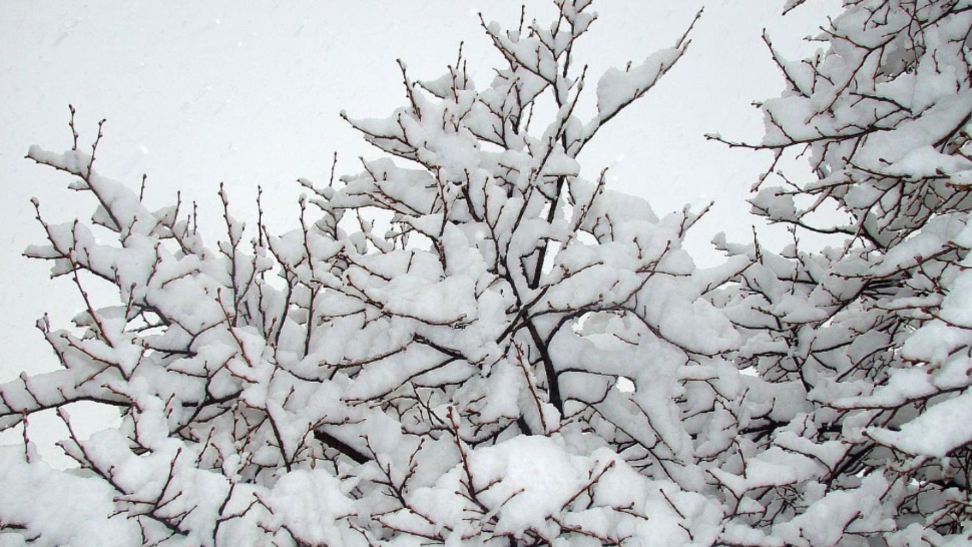 Iarna s-a întors la munte: strat de zăpadă record și risc mare de avalanșă. Ce zone trebuie să evite turiștii – VIDEO