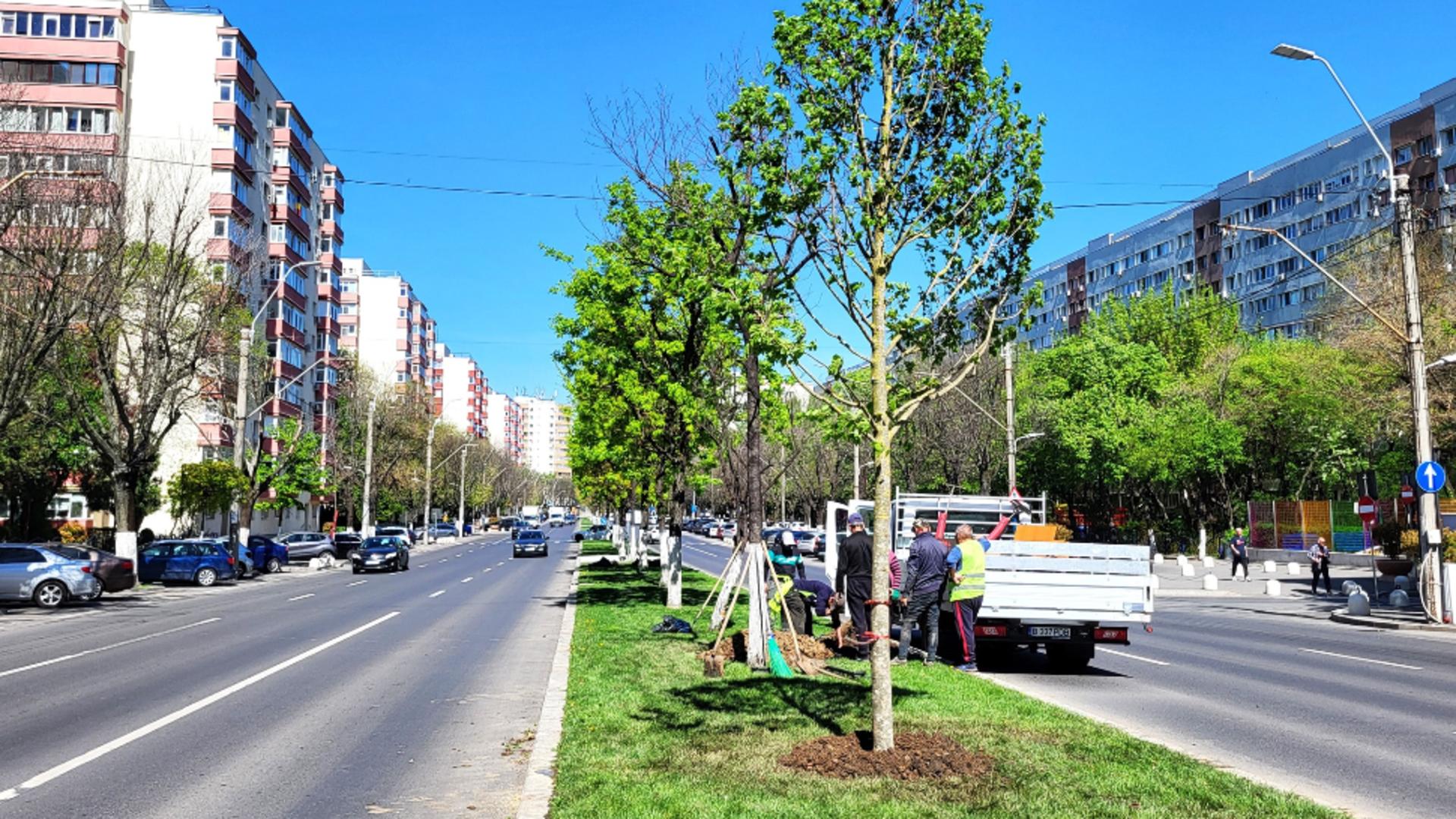 Bulevardul Alexandru Obregia se transformă în Artera teilor – FOTO