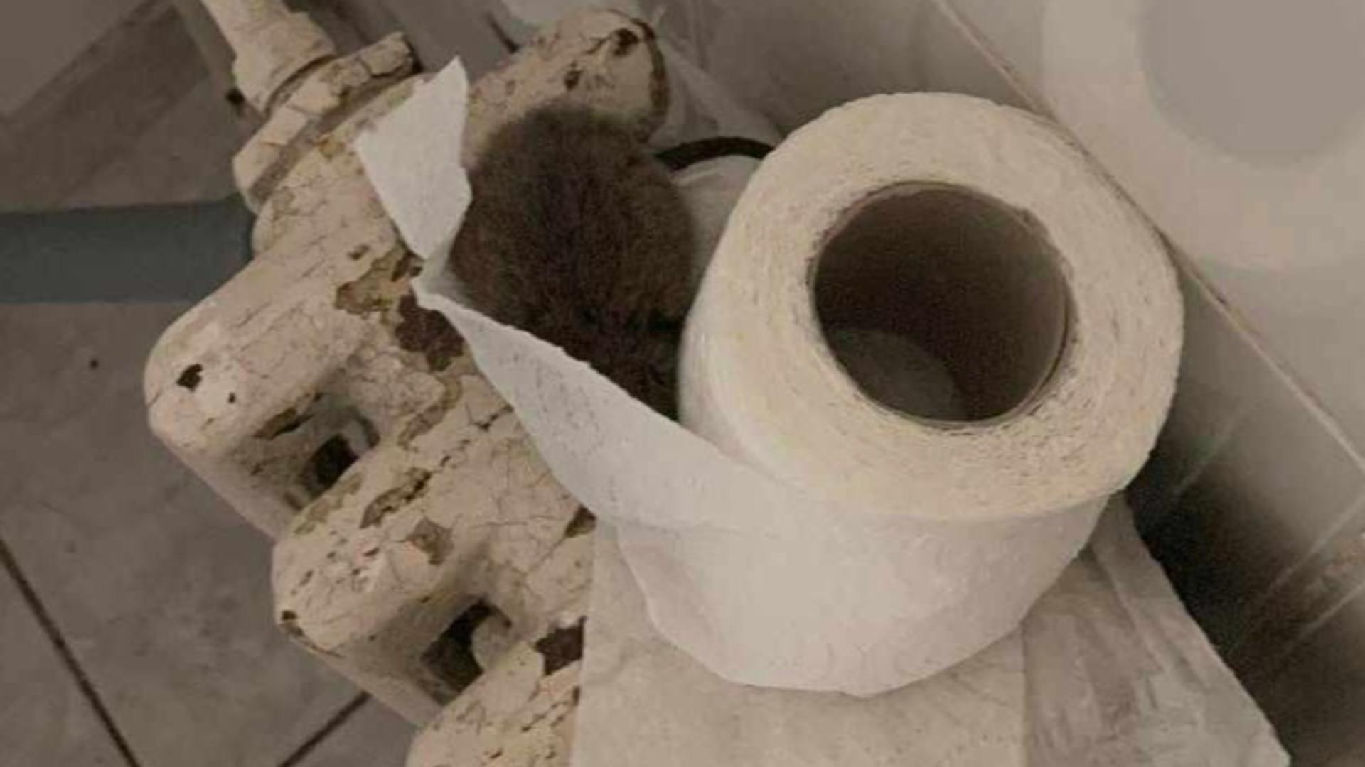Șobolan ascuns în hârtie igienică, în toalete Spitalului Județean de Urgență din Iași – FOTO