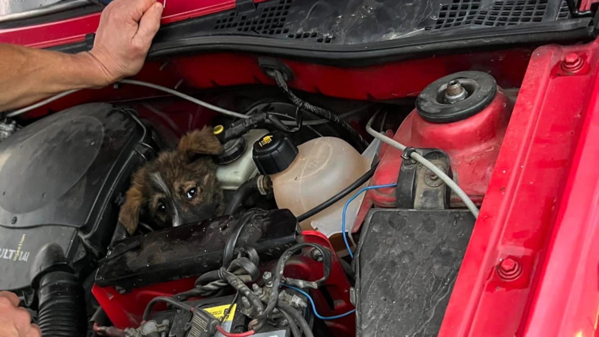 Pui de câine, ascuns la motorul mașinii. Surpriză de proporții pentru șofer: “100 km parcurși cu el sub capotă” – VIDEO