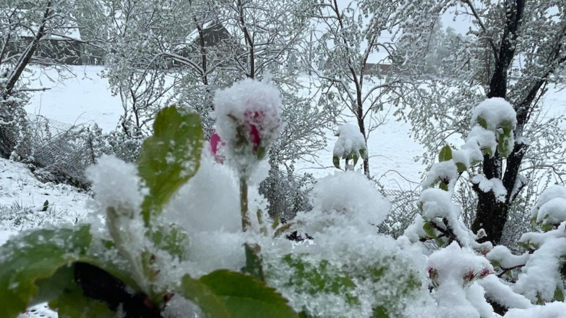 Locul din România unde a nins în mijlocul lui aprilie. Stratul gros de zăpadă a acoperit florile răsărite