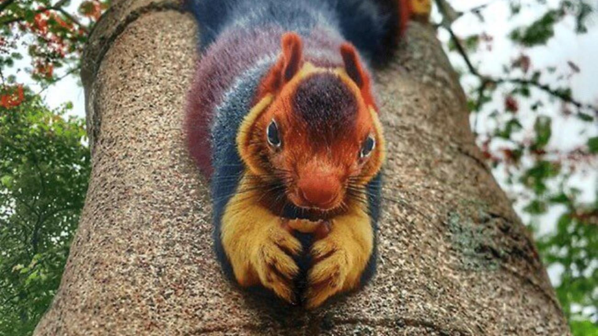 Cea mai mare veveriță din lume. Are culori incredibile, de parcă ar fi personaj de desene animate – FOTO GALERIE