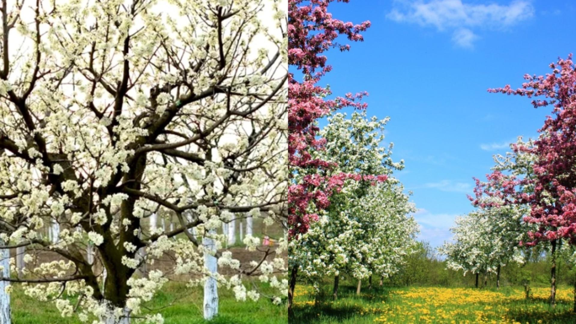 Motivul pentru care se văruiesc pomii primăvară. Obiceiul datează de sute de ani