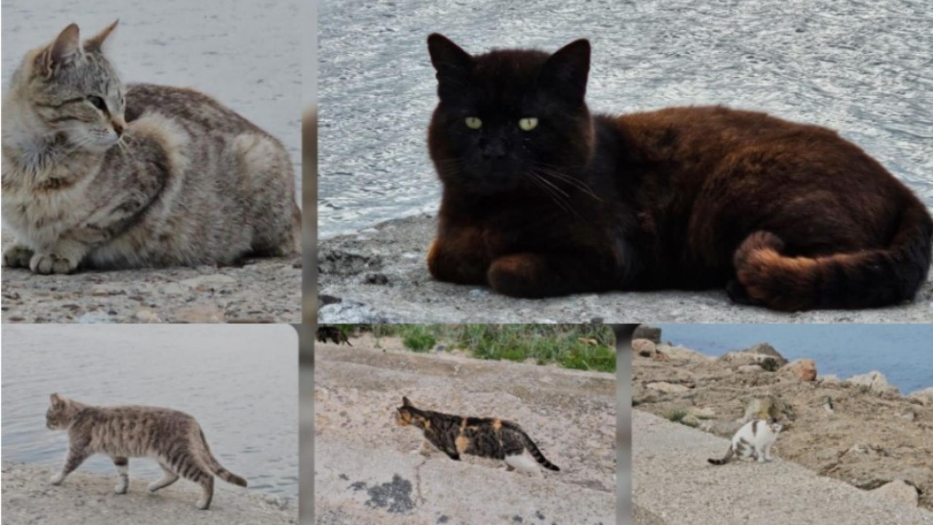 Mangalia a devenit „stațiunea pisicilor”. Zeci de feline se plimbă pe diguri – FOTO/VIDEO