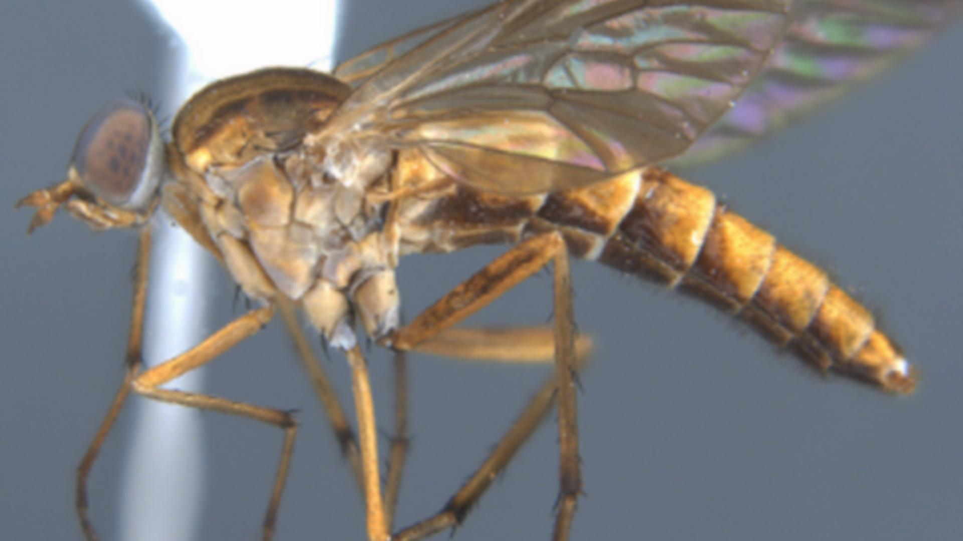 Cât de periculoasă este „musca cu toc” și ce spun cercetătorii despre noua specie de insecte