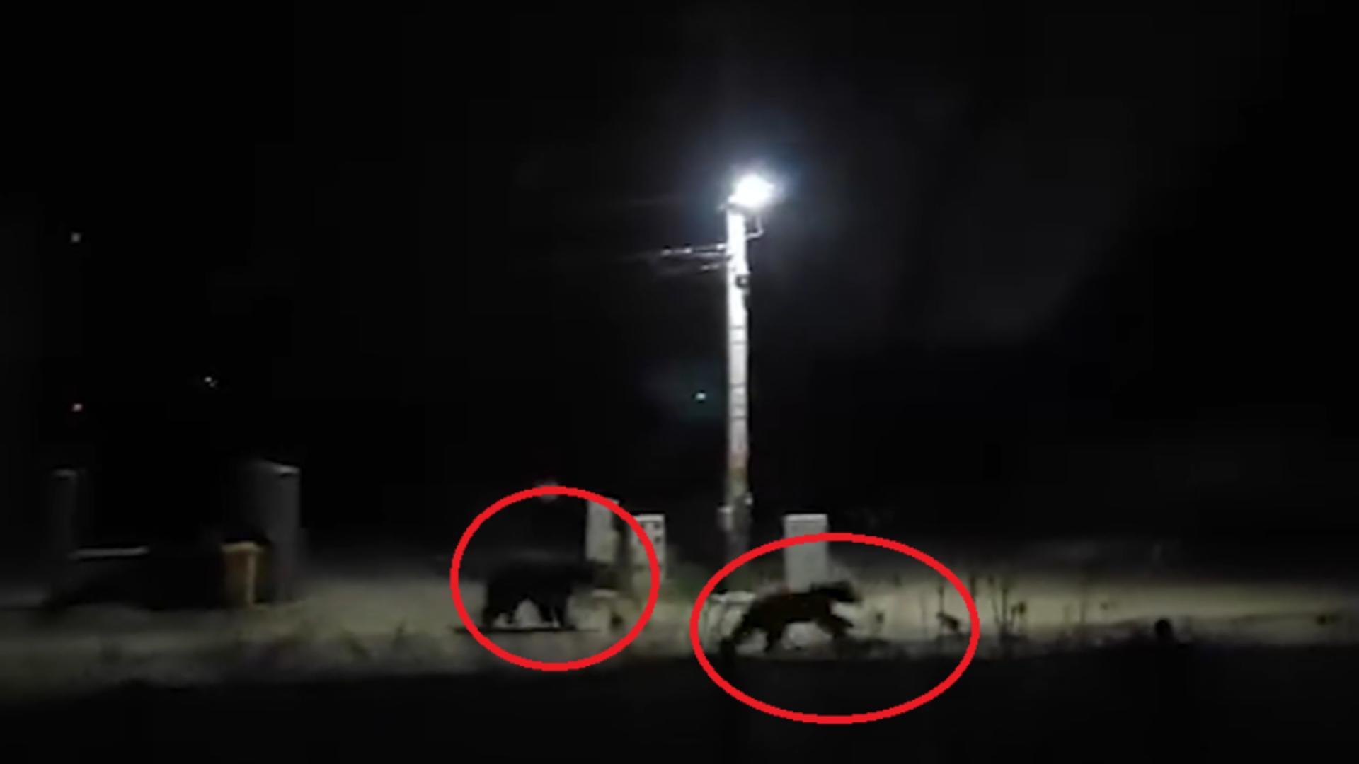 Doi urși, filmați plimbându-se liniștiți pe străzile din Mureș. Localnicii au alertat autoritățile VIDEO /Captură video