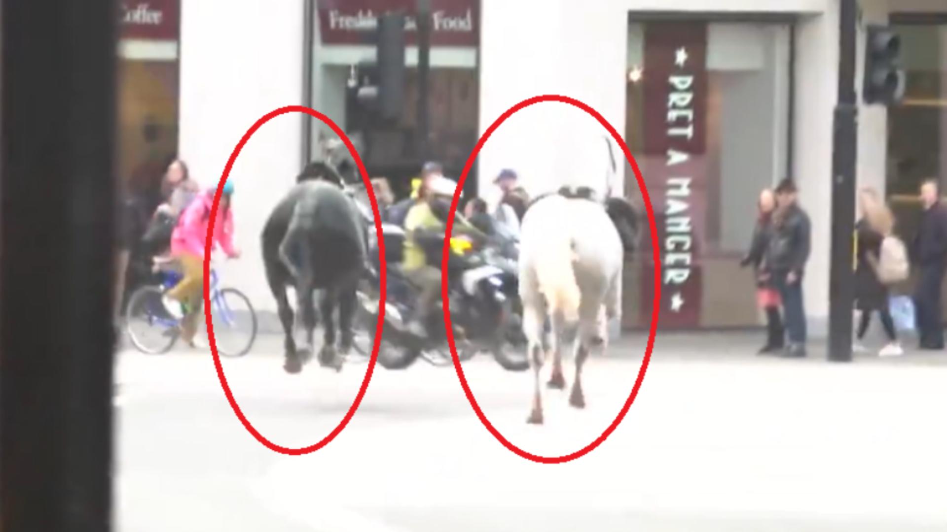 Scene ireale pe străzile Londrei! Mai mulţi cai din cavaleria regală au scăpat liberi pe stradă: cel puțin o persoană a fost rănită/ Captură video