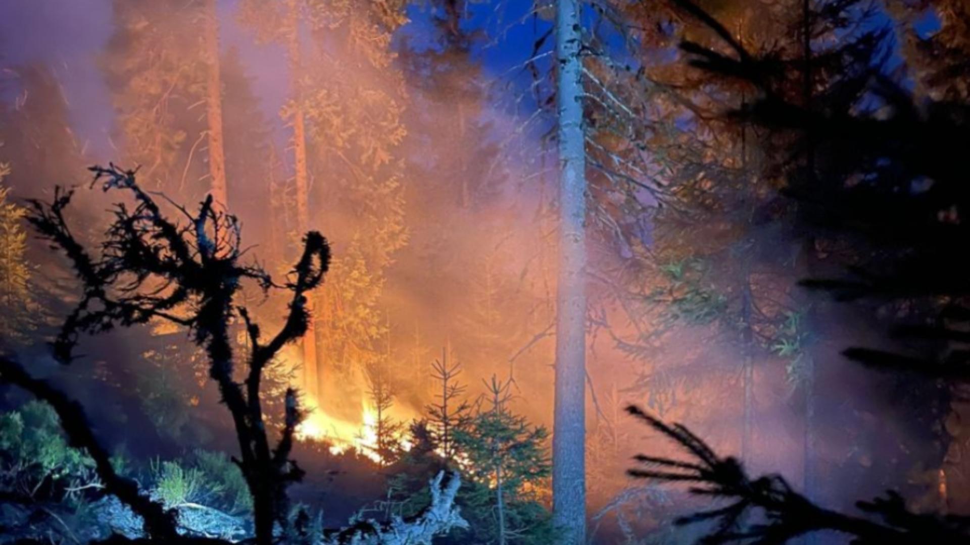 Incendiul de pădure din zona Lăpuşna s-a extins pe circa 40 de hectare din cauza vântului. Forțele de intervenție la fața locului, suplimentate