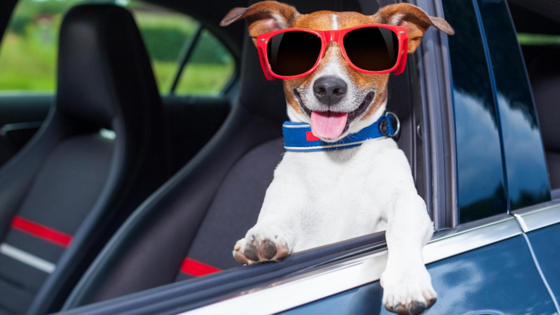 Cum trebuie să transporți un animal de companie cu mașina, conditiile impuse de codul rutier