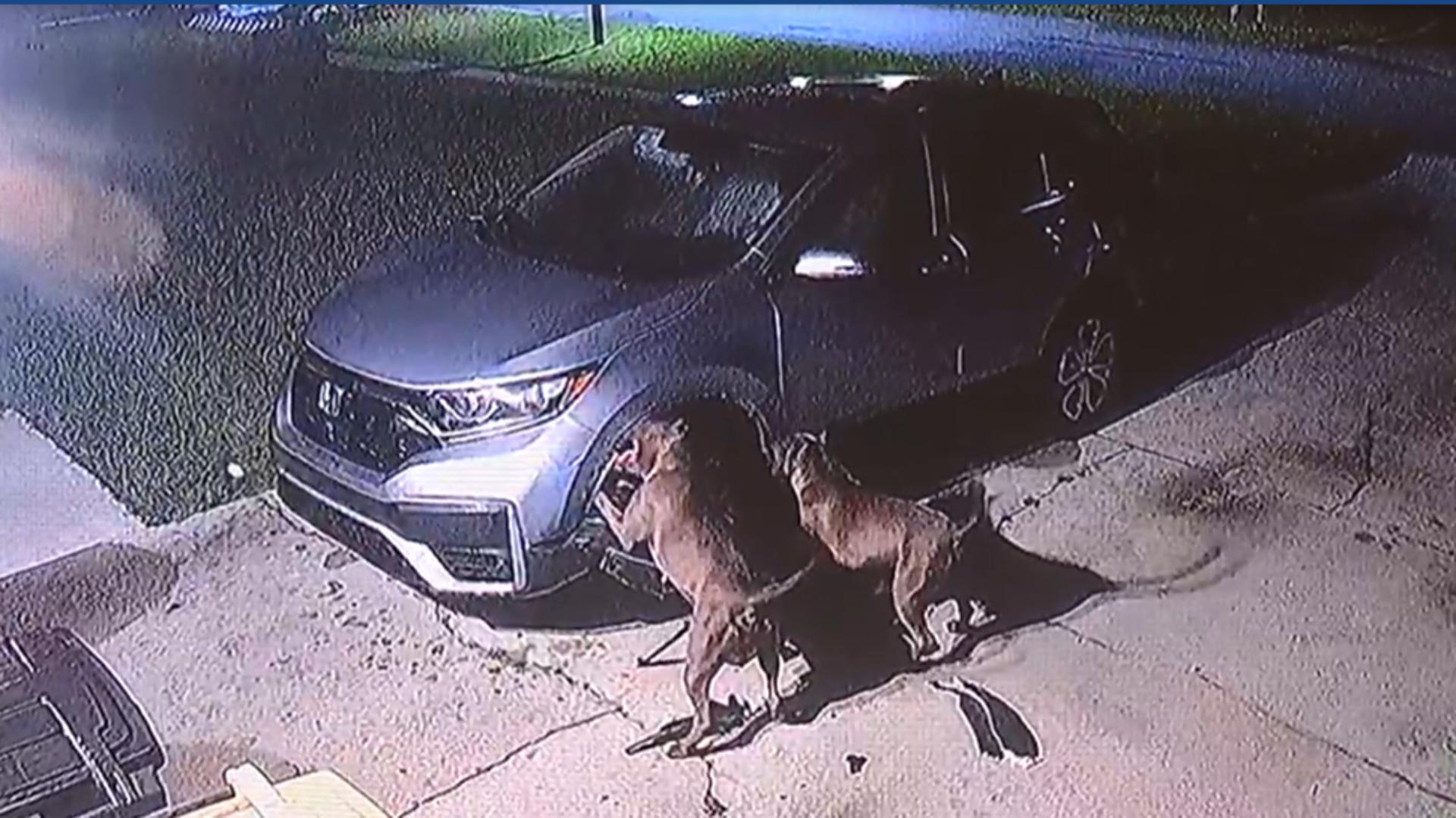 Doi câini au distrus o mașină, în timp ce încercau să prindă o pisică. Pagubele, evaluate la 3.000 de dolari