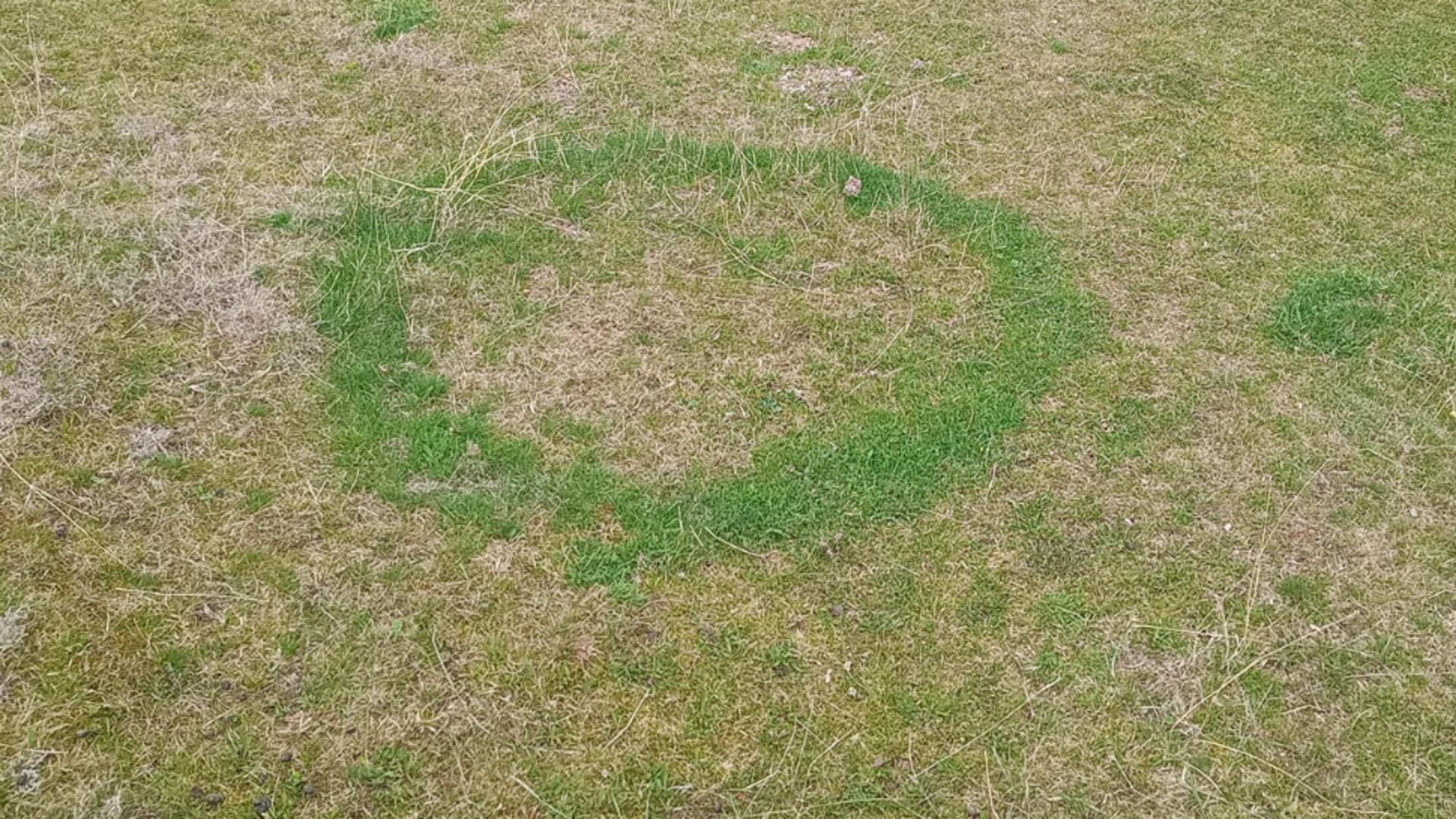 Un cerc misterios în iarbă apărut în Buzău a încins imaginația internauților. De la ce s-a format, de fapt