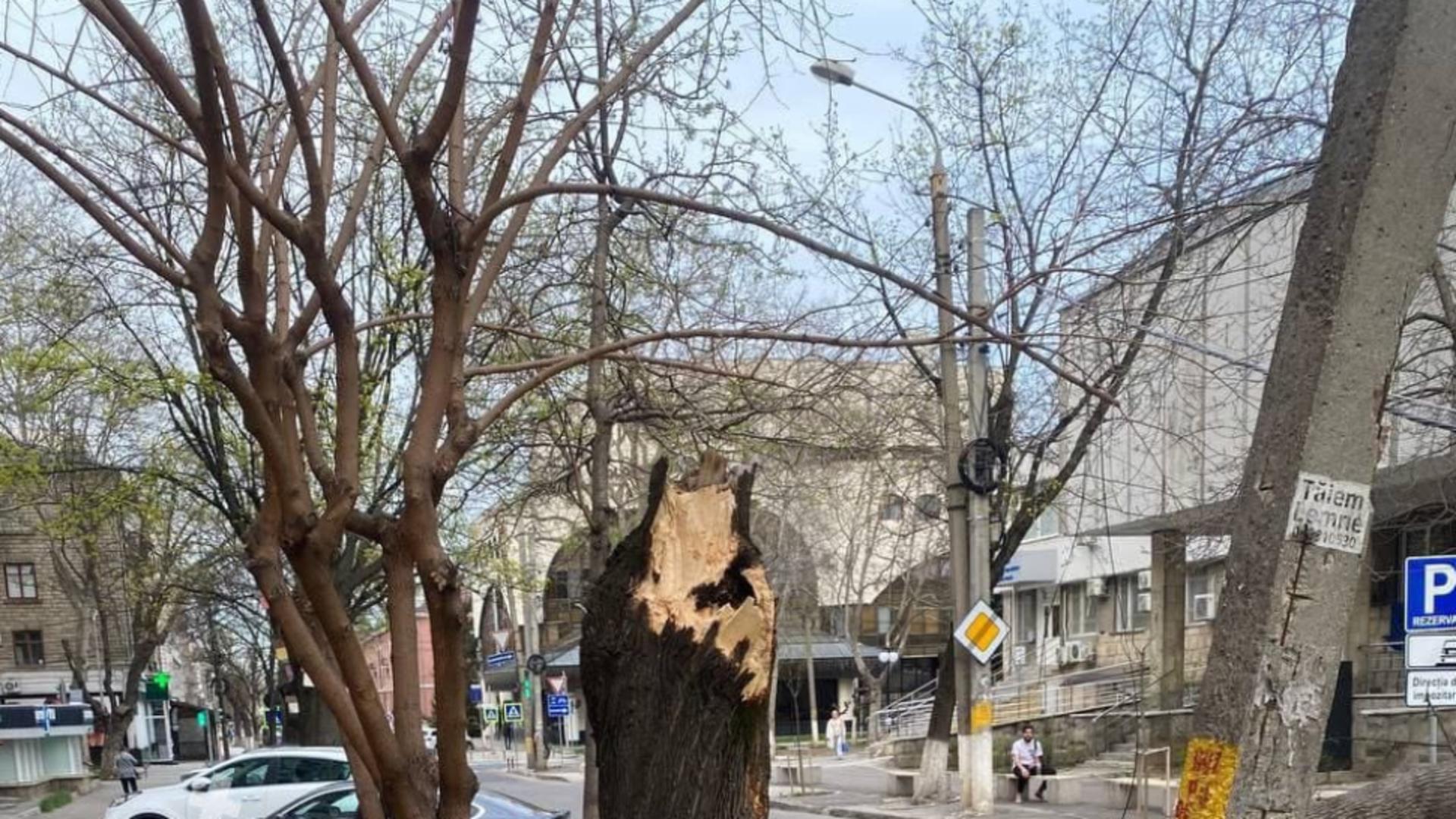 Copac doborât de vânt într-o zonă centrală a Capitalei 