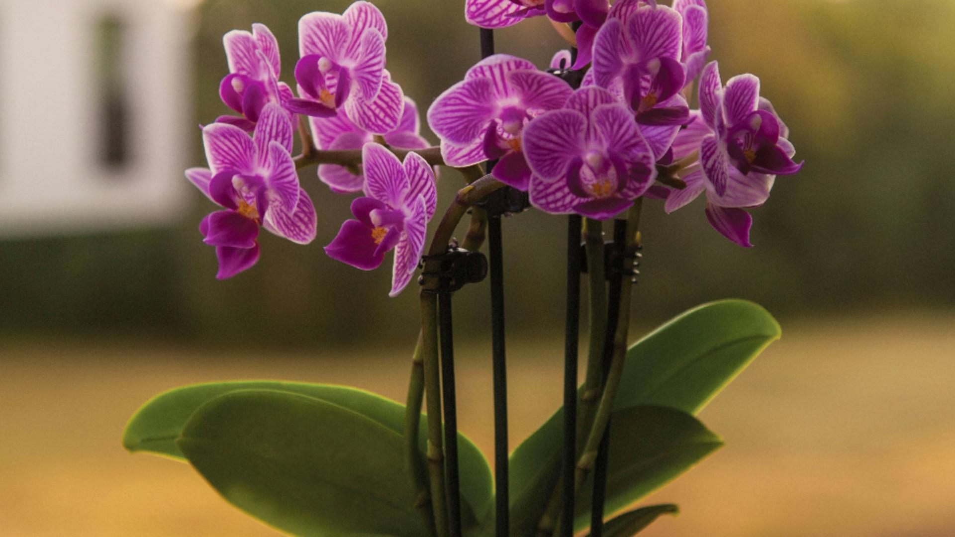 Trucuri de îngrijire a orhideelor. Cu ce trebuie să le uzi pentru a înflori pe tot parcursul anului