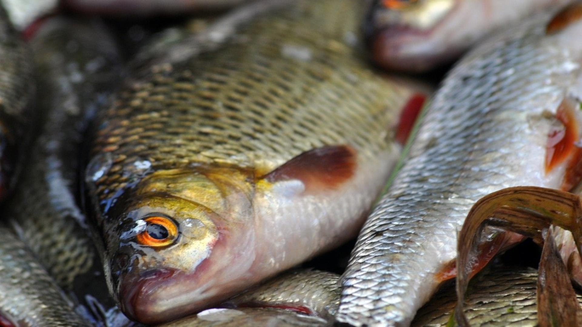 Primele rezultate în cazul fetiței de 4 ani, din Călărași, care a murit după ce a mâncat carne la grătar: peștele, CONTAMINAT cu substanțe periculoase