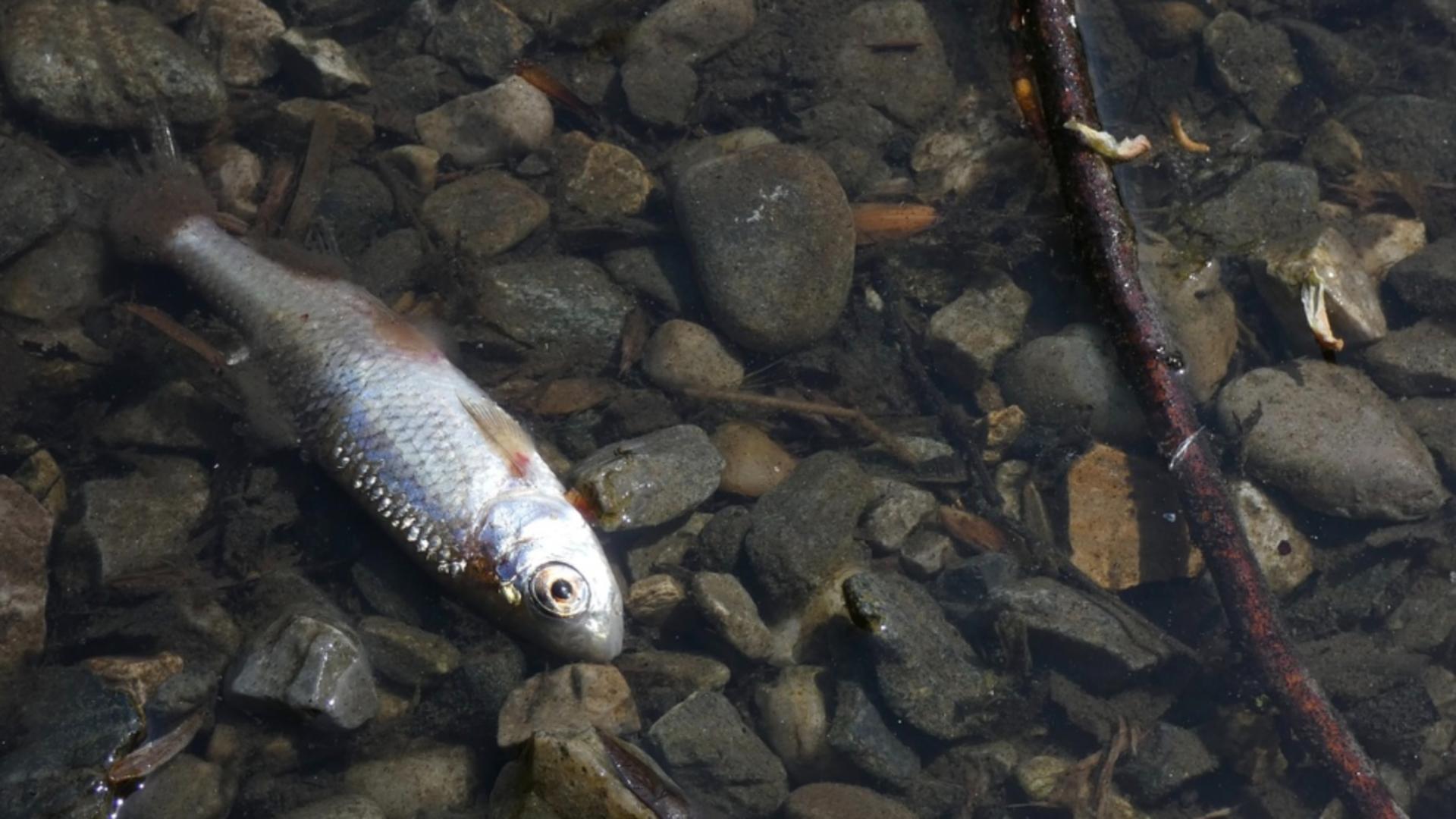 Poluare masivă, în județul Bihor: peste 150 de kilograme de peşti morţi, după ce în apă au ajuns dejecţii menajere