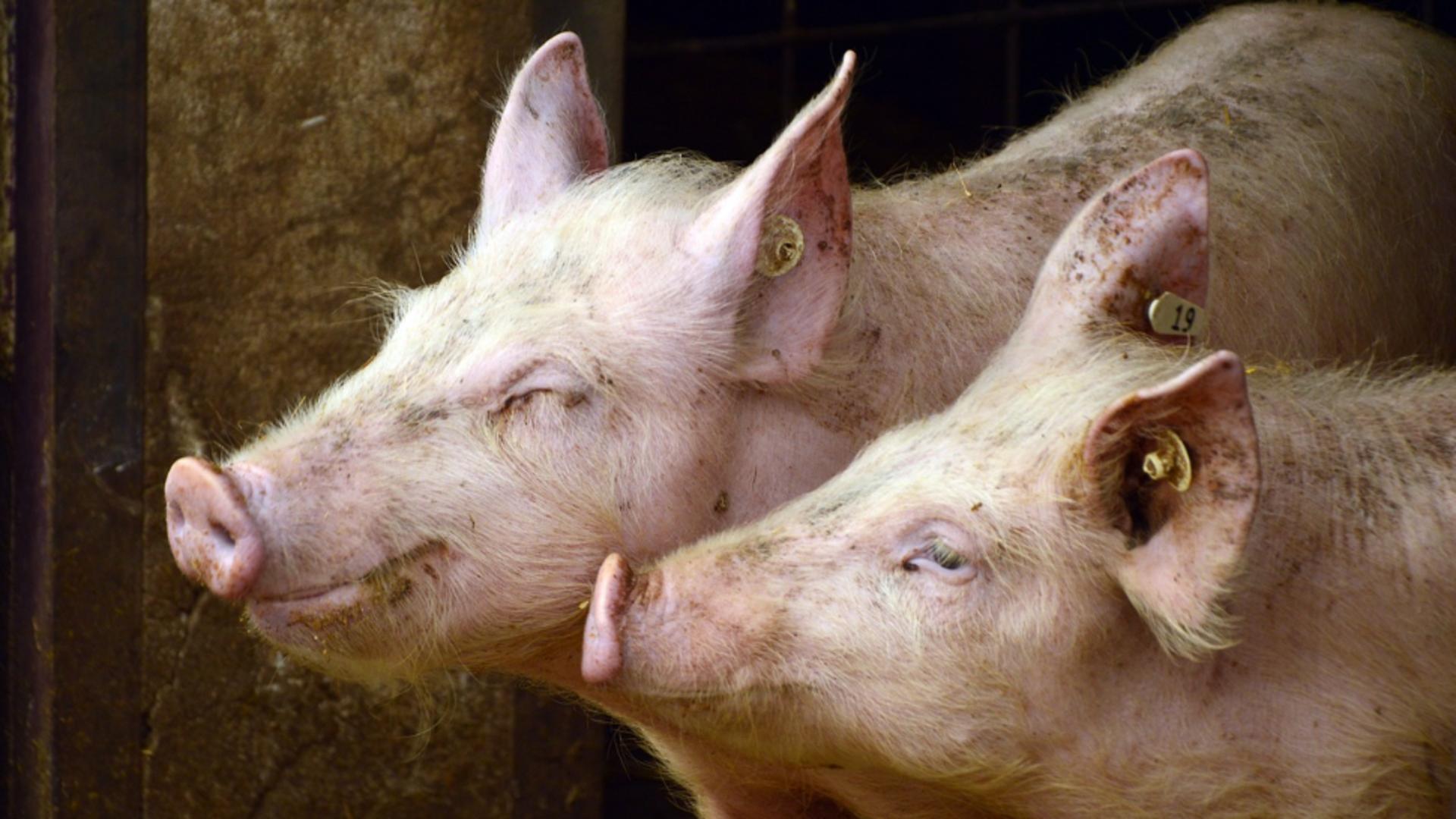 Vești proste pentru fermieri: Banca Mondială recomandă reducerea ajutoarelor pentru crescătorii de animale