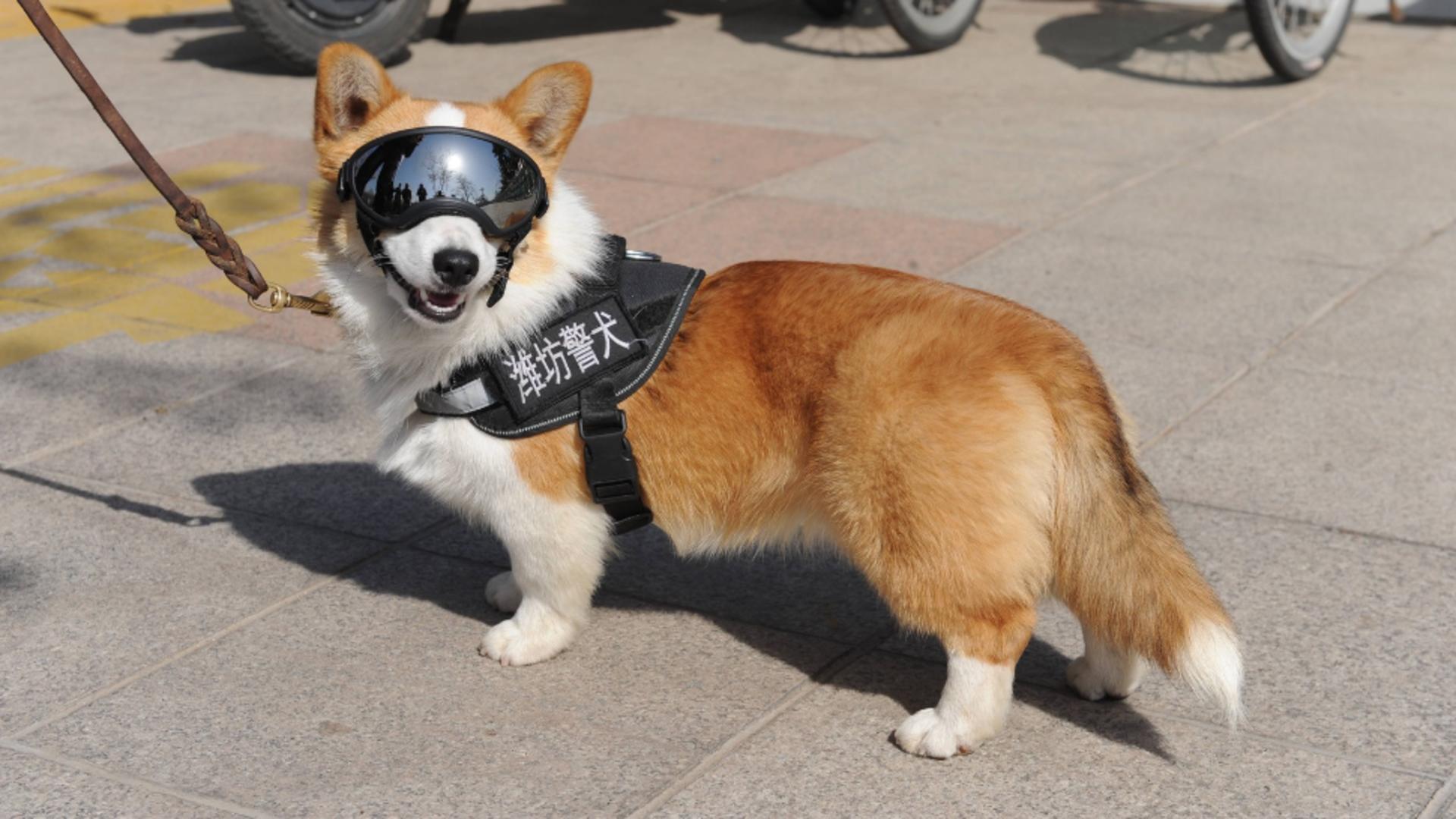 Pufosul Corgi, câinele polițist din China, care a furat inima internauților/ Foto: Profimedia 