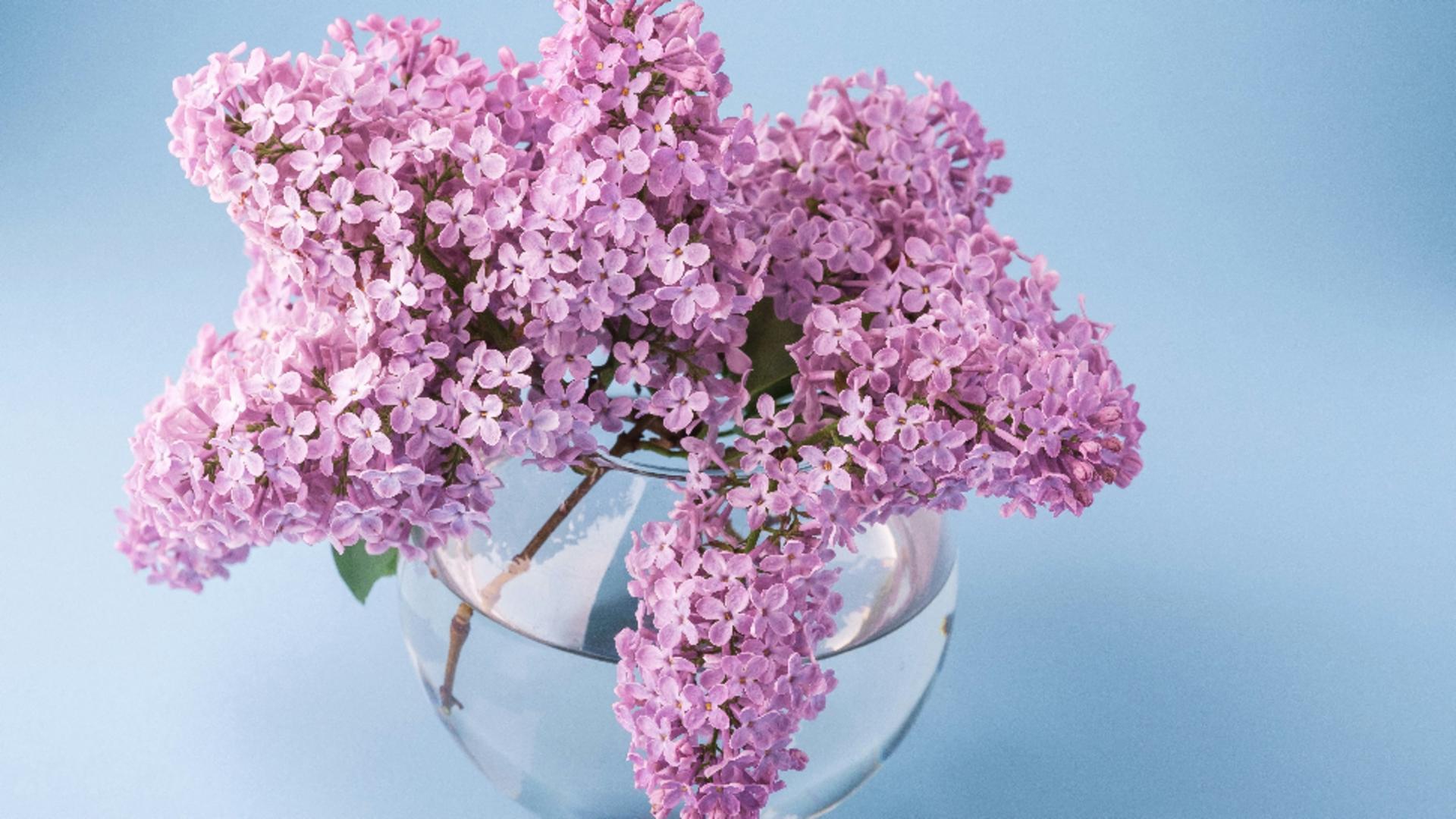 Leacuri cu flori şi frunze de liliac: 4 probleme de sănătate extrem de supărătoare, ce pot fi ameliorarte. Cu siguranță nu știai despre ele!