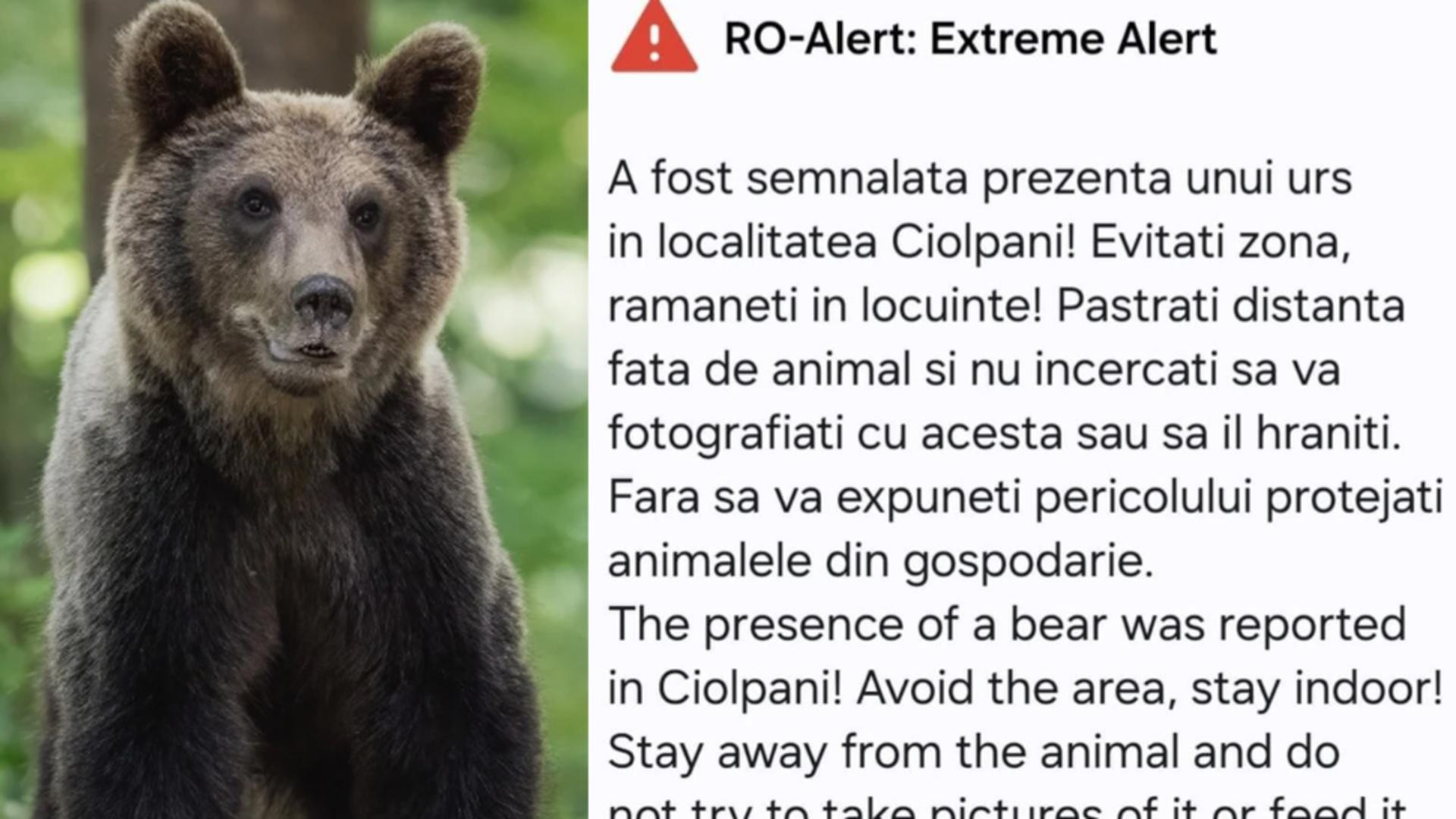 Mesaj RoAlert pentru avertizarea populatiei din localitatile Ciolpani si Snagov despre prezenta unui urs în zonă