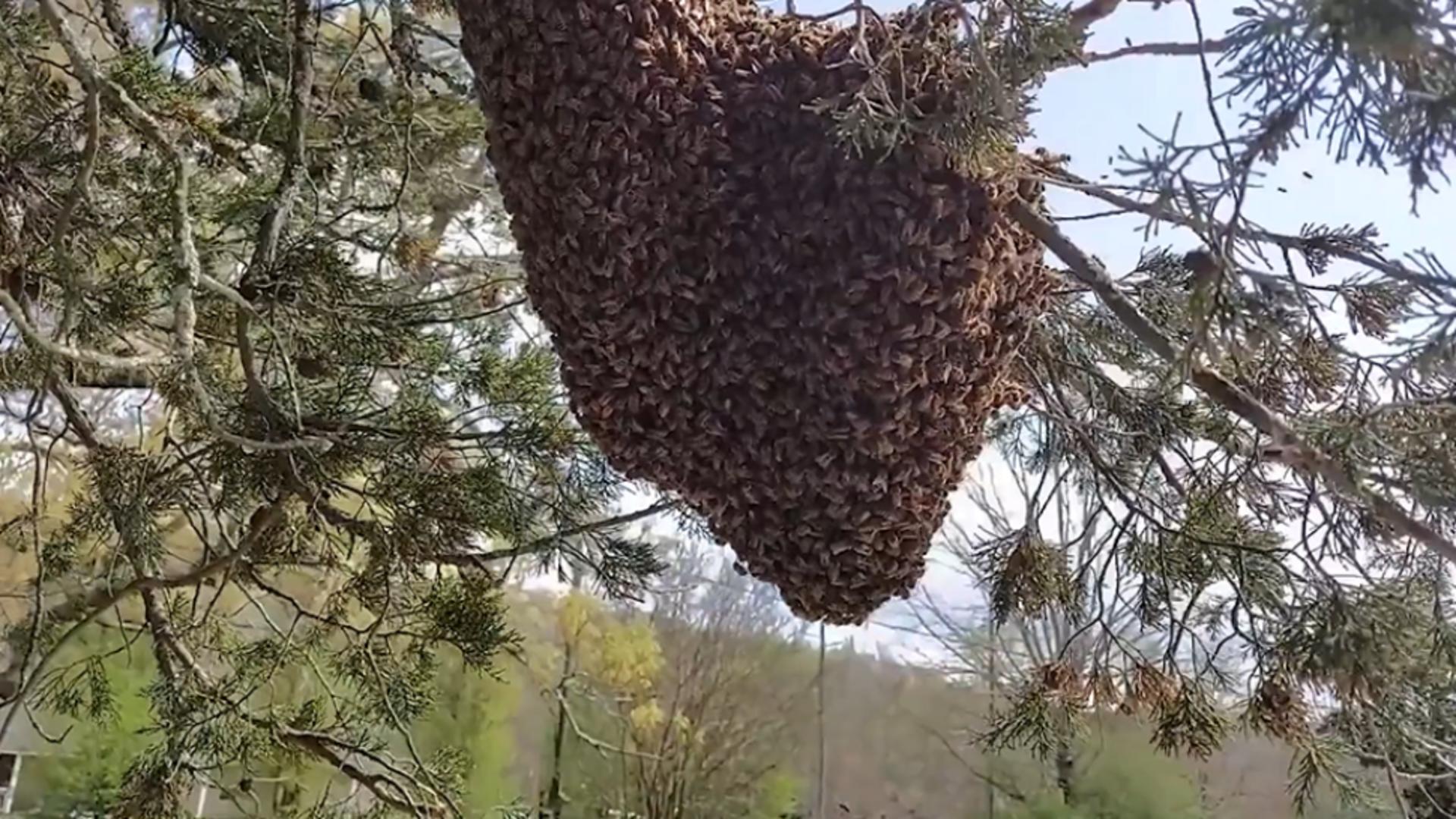 Invazie de roiuri de albine la Timișoara! Risc uriaș pentru persoanele alergice la înțepătură