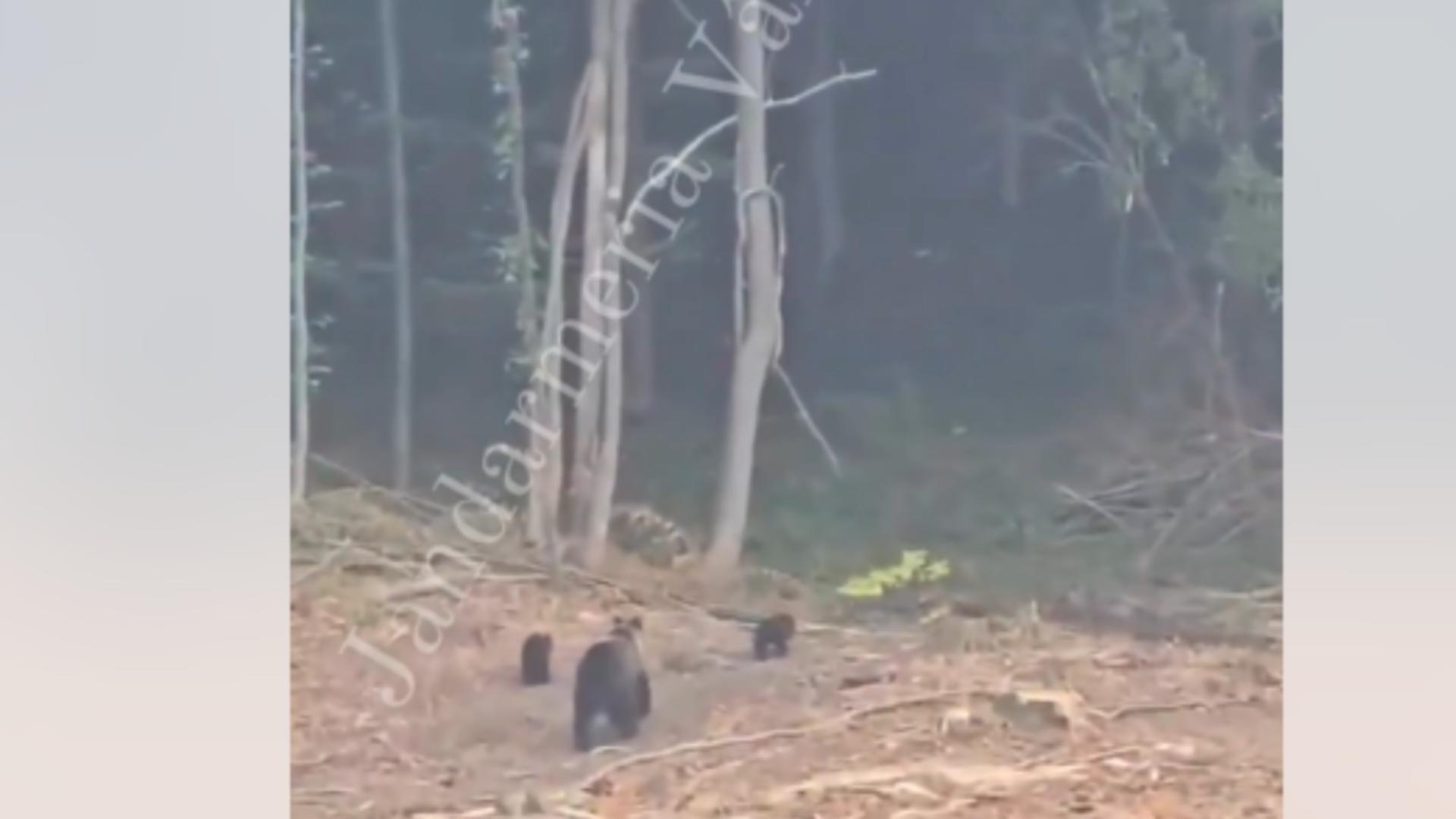 Șerpi, urși și sacali, în apropierea gospodăriilor oamenilor! Locuitorii din mai multe județe din țară trăiesc momente de spaimă/ Captură video