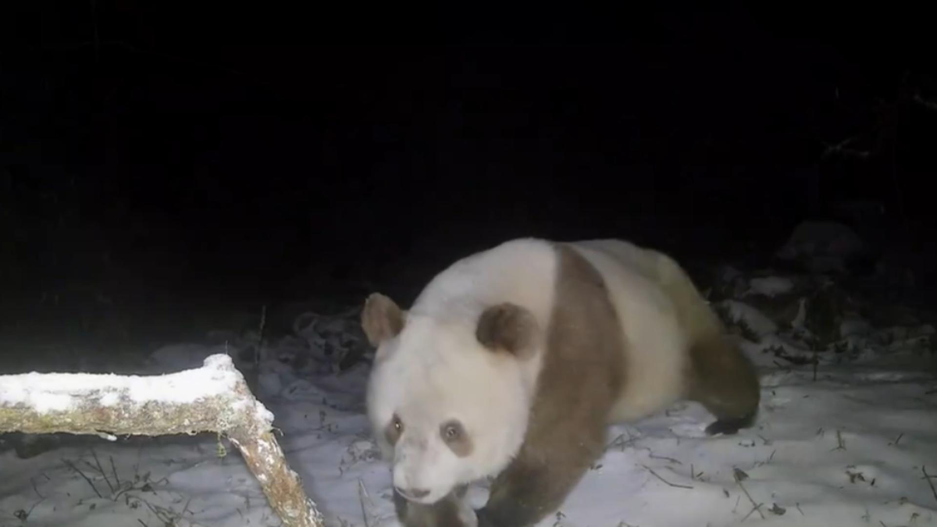 Exemplar rar de panda brun, surprins într-o rezervație din China. Imagini uluitoare / Captură video