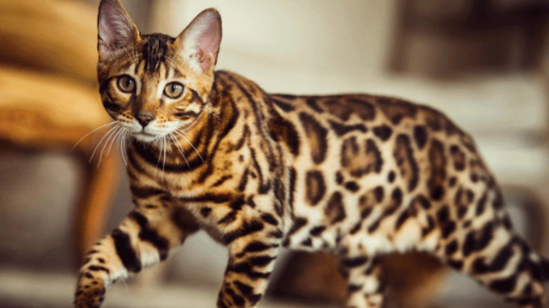 Ele sunt cele mai periculoase pisici din lume. Rasele de feline cu potențial agresiv mai mare decât suratele lor