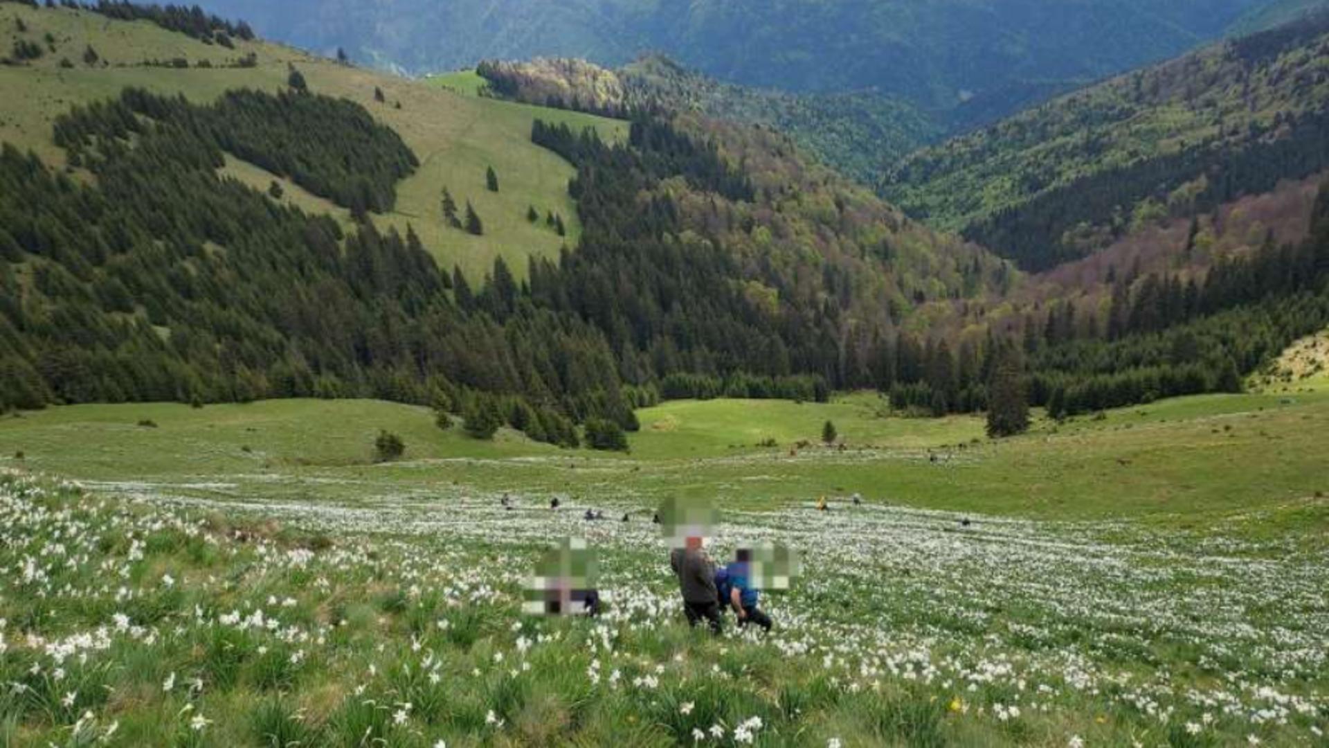 Doi turişti au fost accidentaţi în poiana cu narcise din Munţii Rodnei de o piatră căzută de pe versanţi. Foto: IJJ Bistrita Nasaud