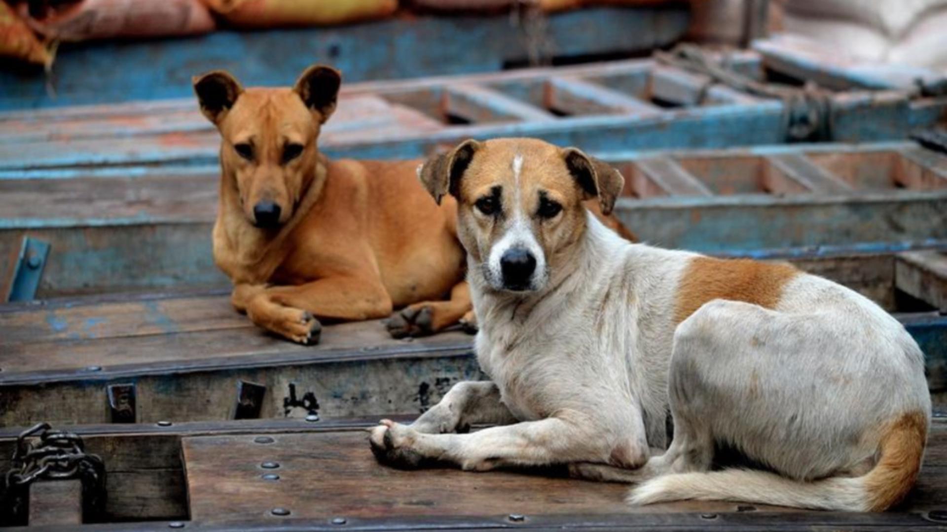Iubitorii de animale din Turcia sunt în șoc: Guvernul și-a propus eutanasierea câinilor vagabonzi care nu sunt adoptaţi