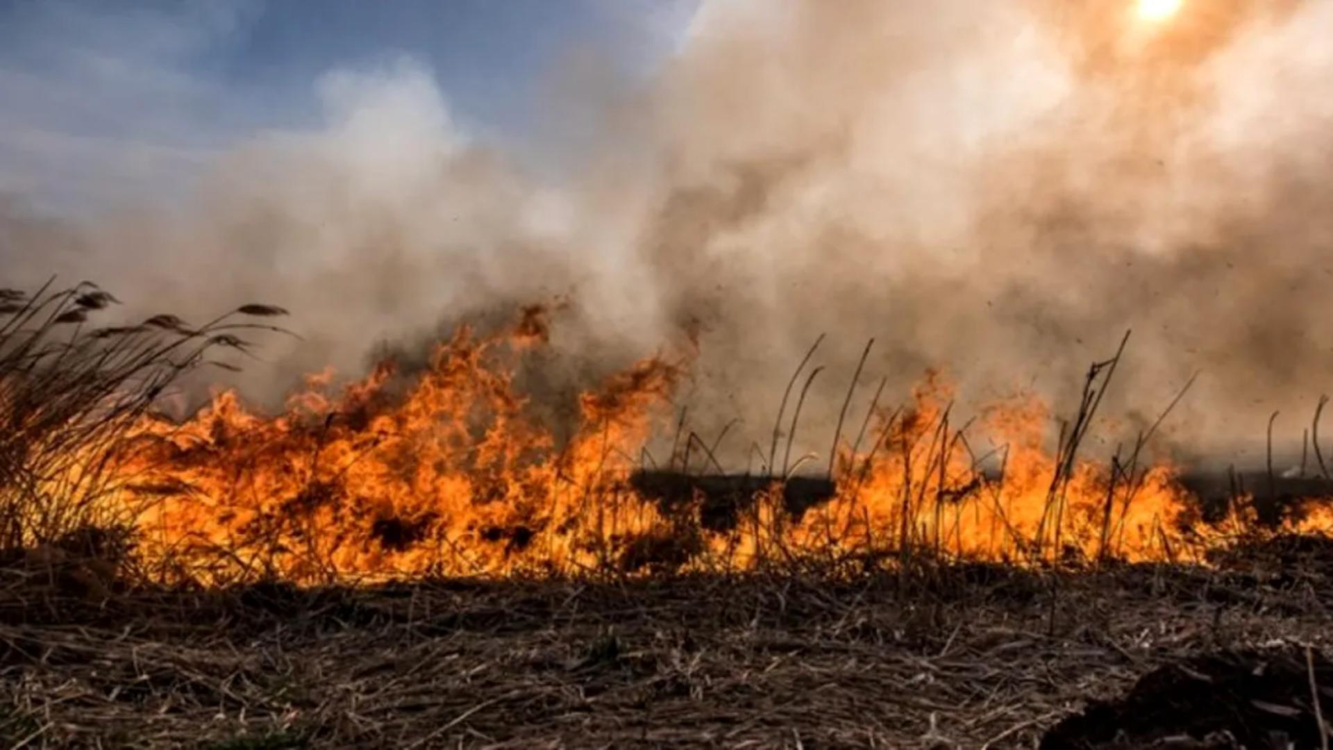 Incendiu puternic în Delta Dunării. Autoritățile intervin de urgență