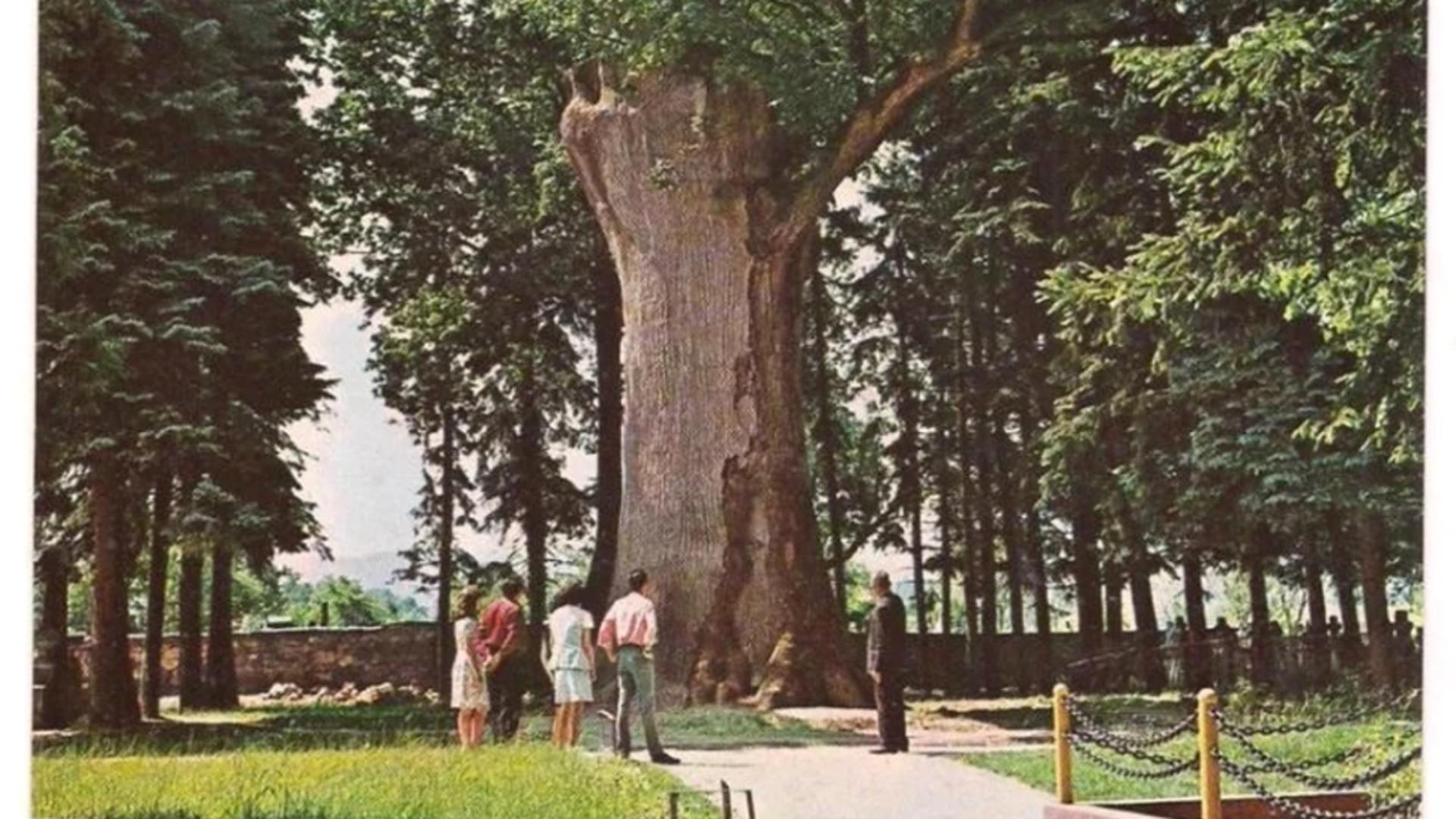 Ce se ascunde sub cel mai bătrân copac din România. Misterul care roiește în jurul acestui arbore