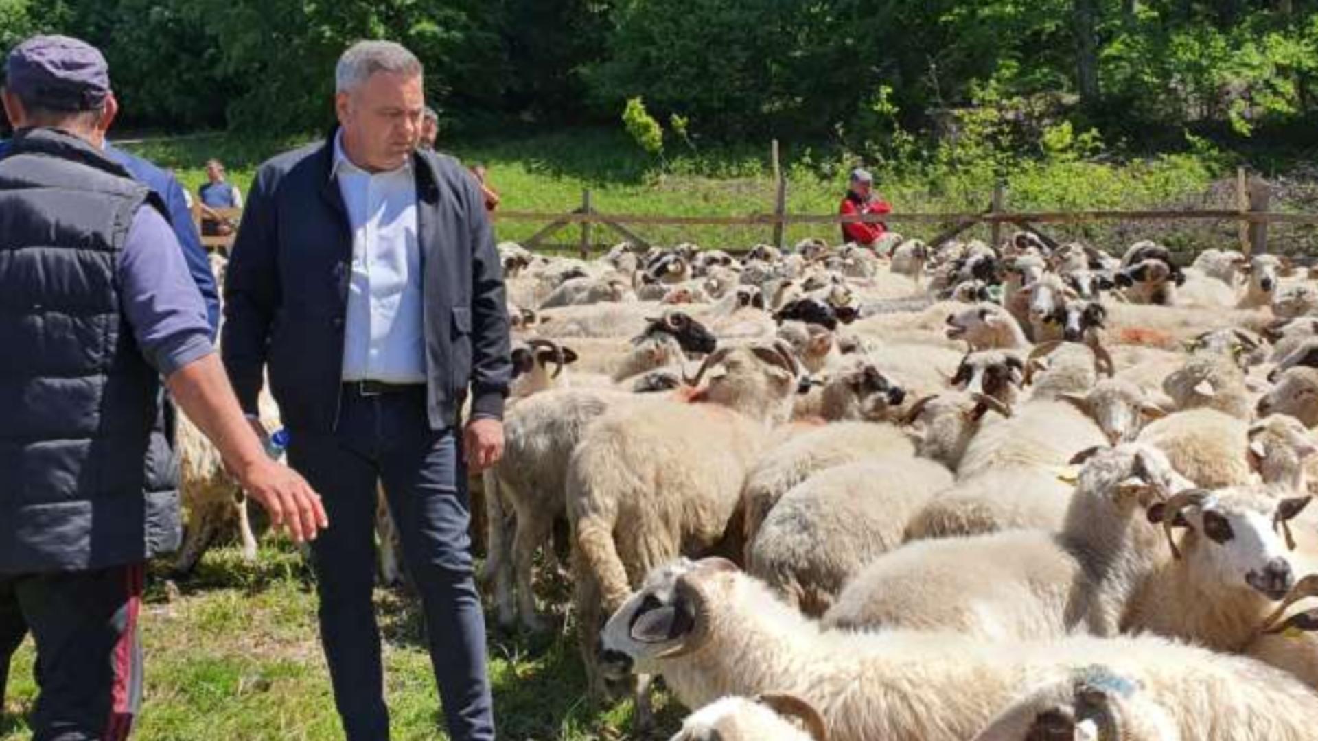 România asigură peste 20% din consumul din UE la carnea de oaie. Foto: Agerpres