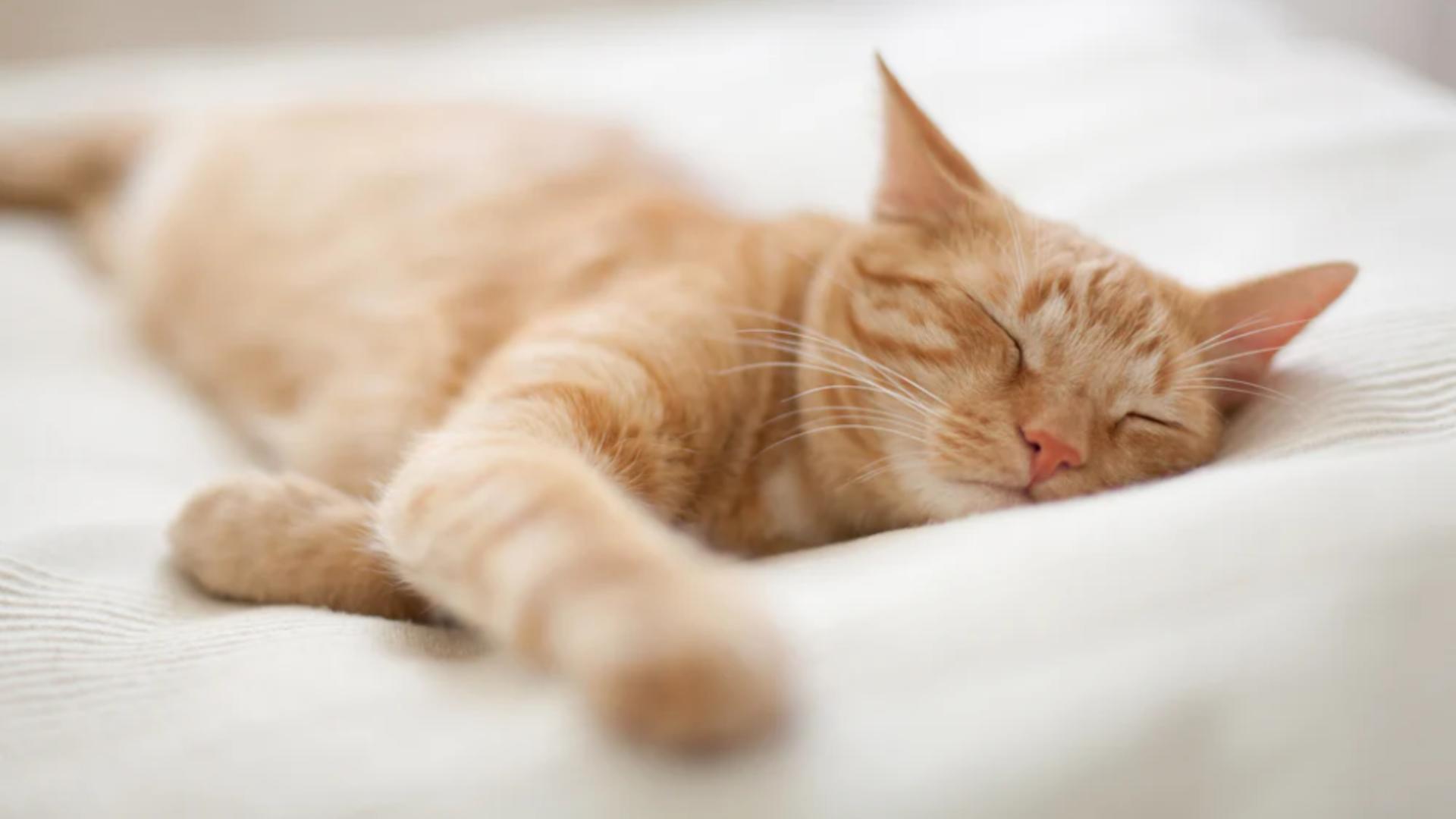 Atenție la pozițiile de dormit ale pisicii. Pot trăda posibile probleme de sănătate